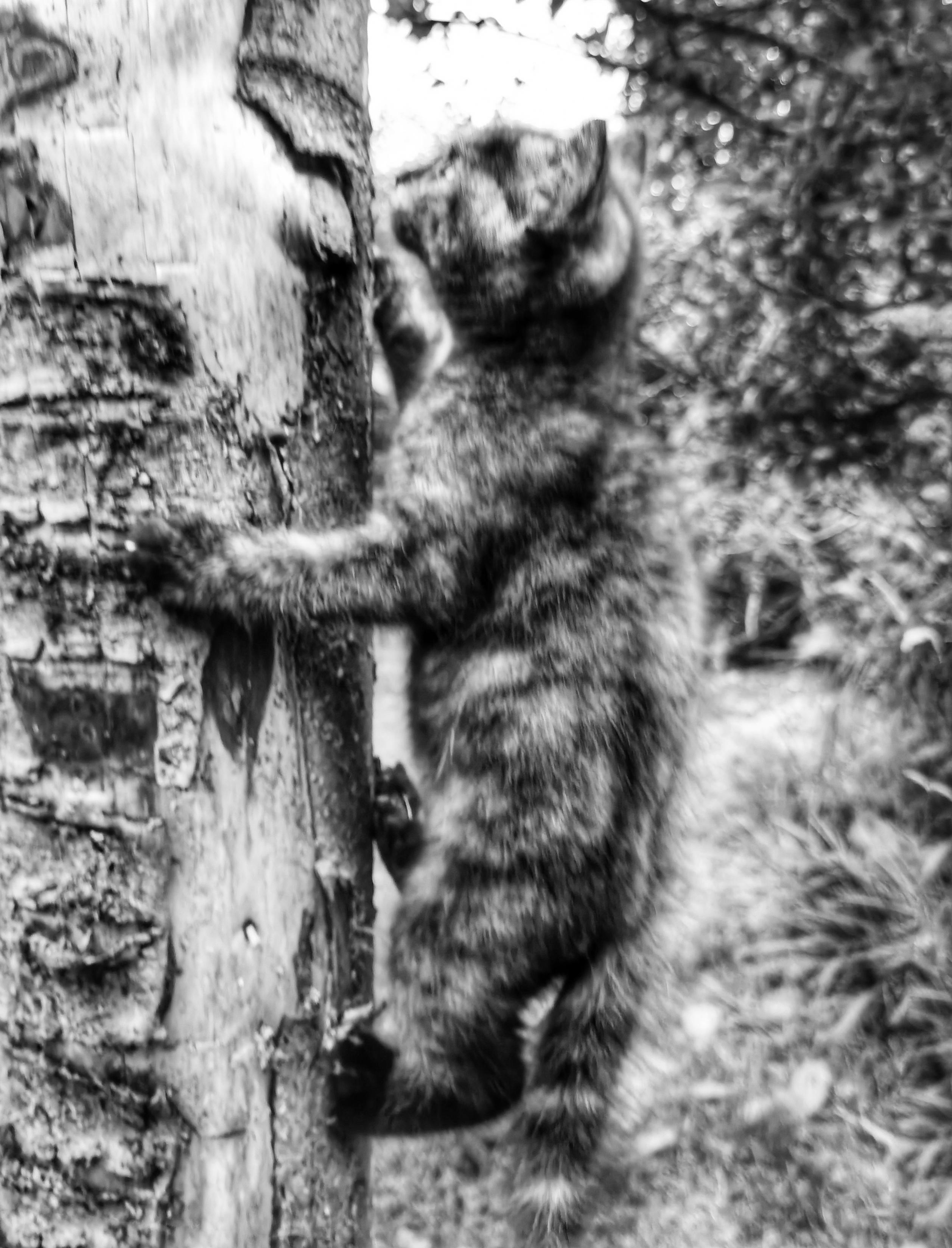 Black and white photo of a tiny tortoiseshell kitten clinging to a log