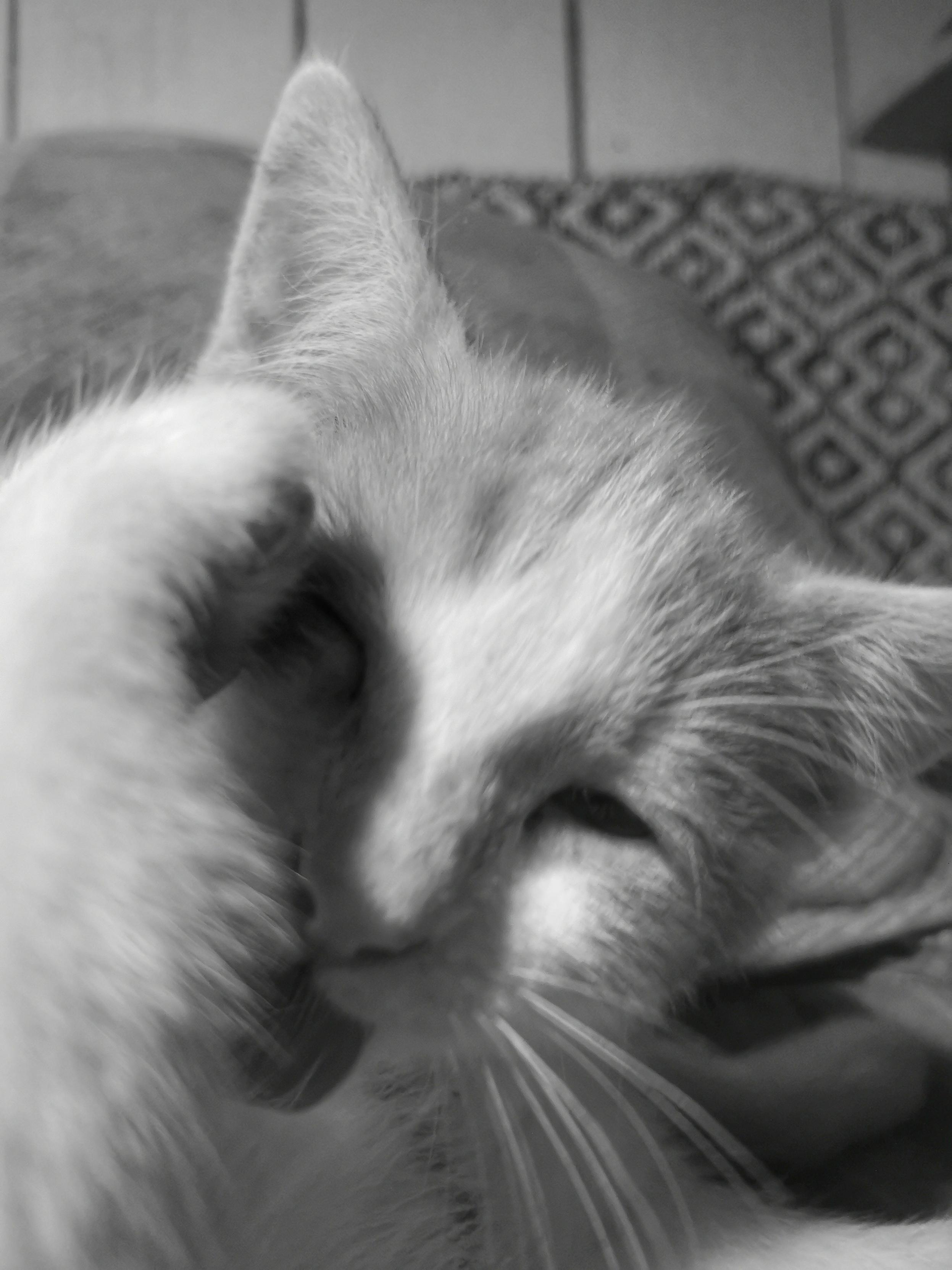 Ginger kitten cleaning his paw after breakfast