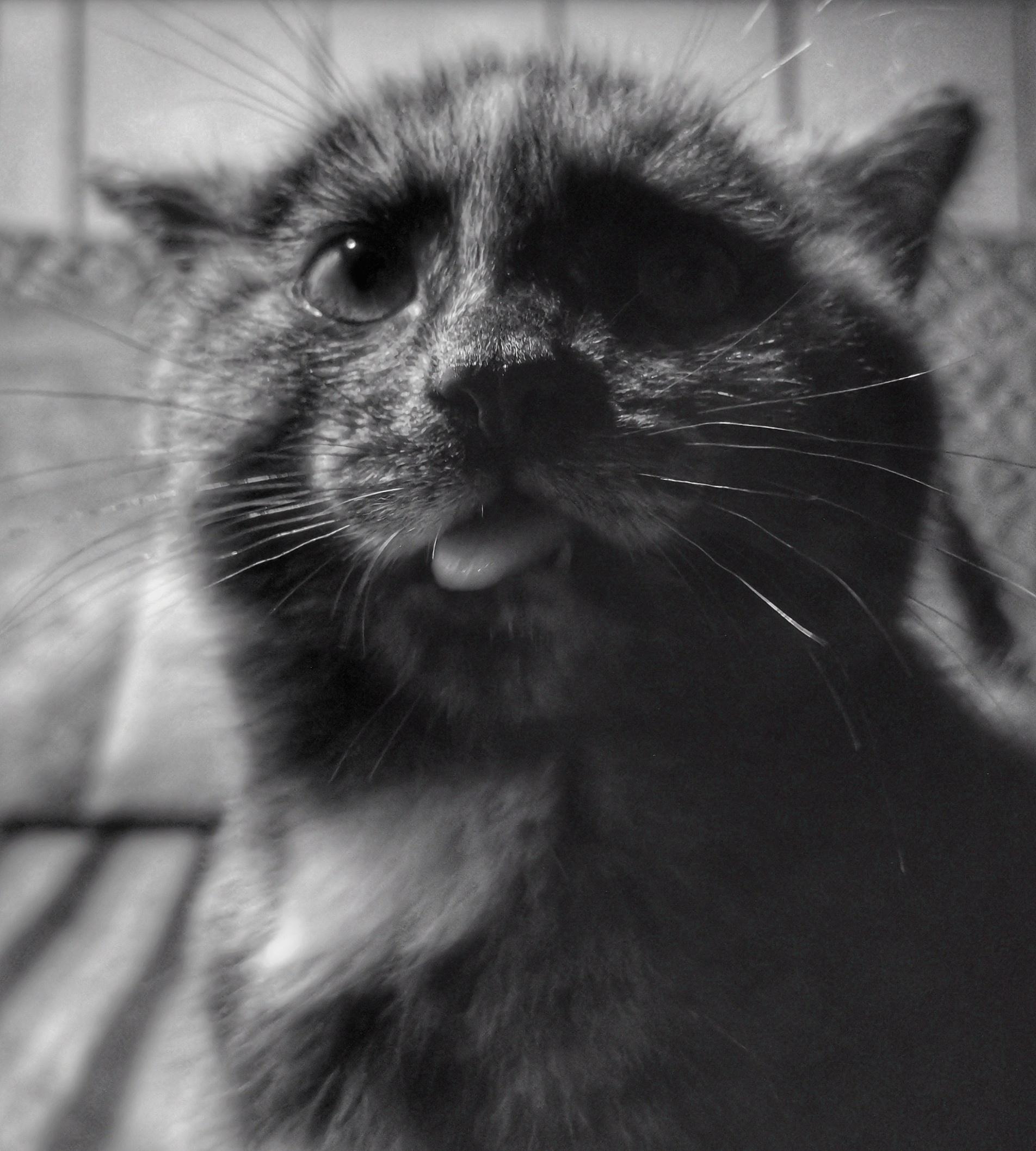Young tortoiseshell kitten and a blep