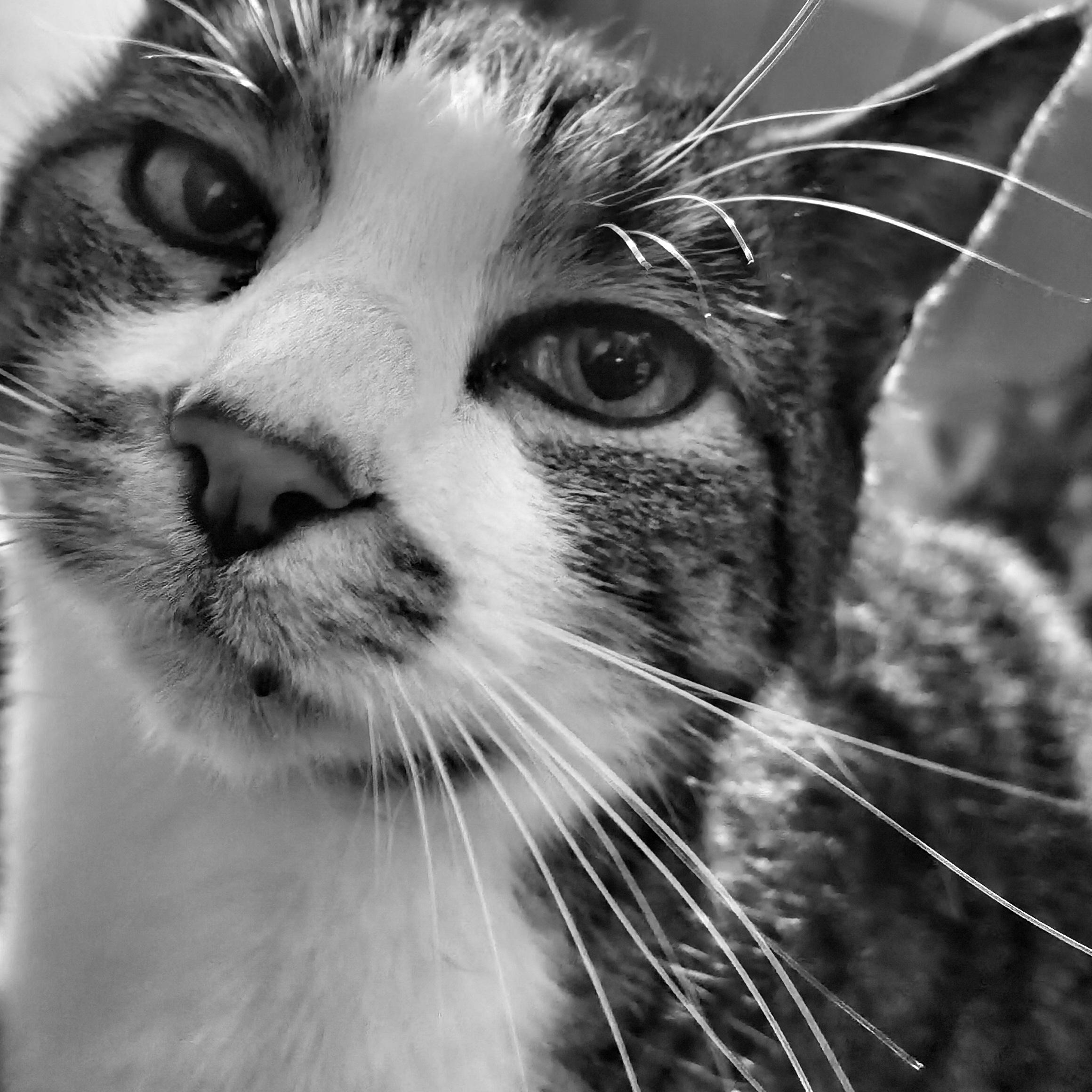 Tricolor tabby cat lady is displeased