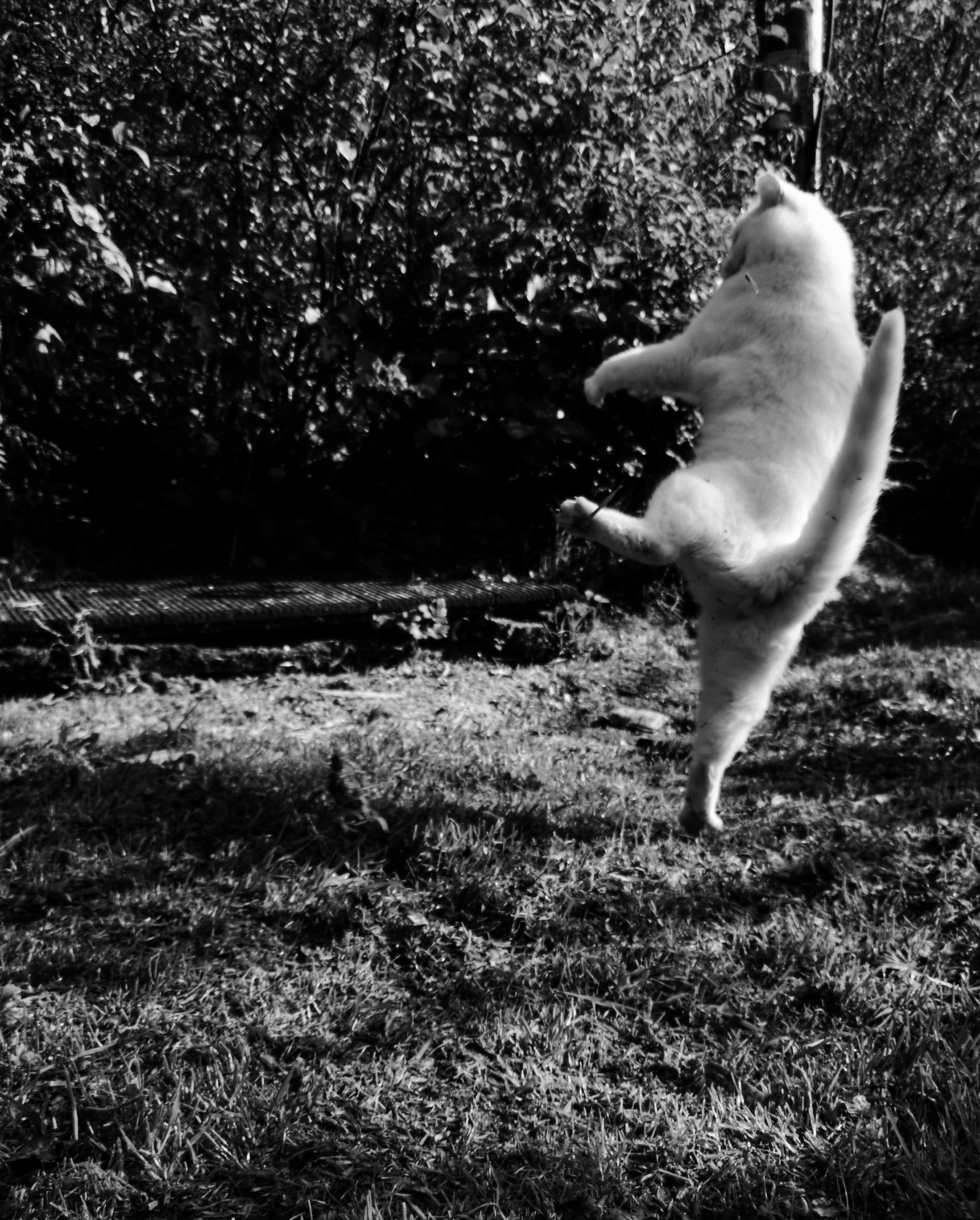 White cat flying through the garden