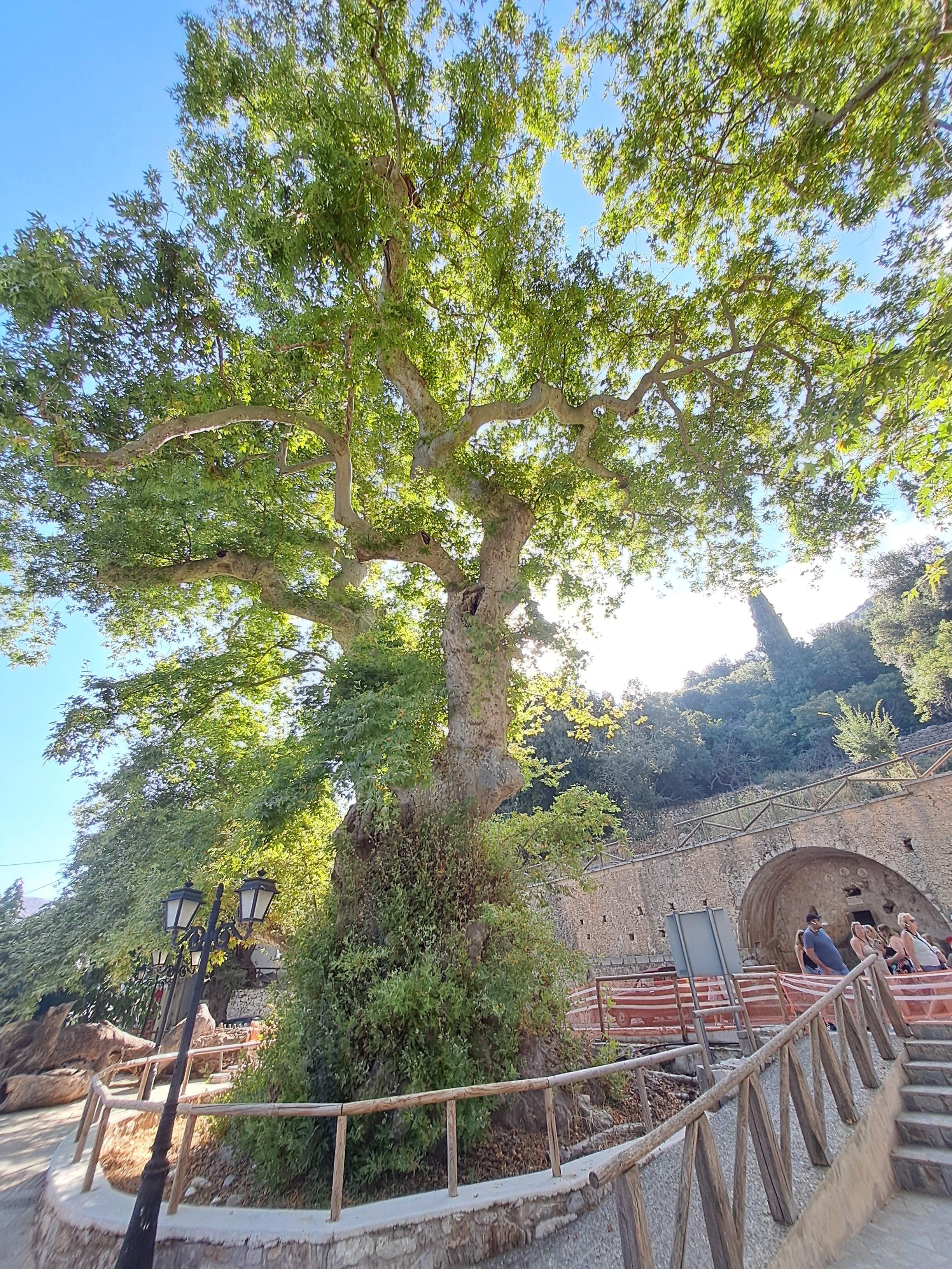 Photo of a towering plane tree with twisting branches, and bright green foliage against a blue sky. The bottom of the trunk is gnarled and very thick, covered in leaves and moss. The tree stands in the middle of a small square, surrounded by a wooden fence.