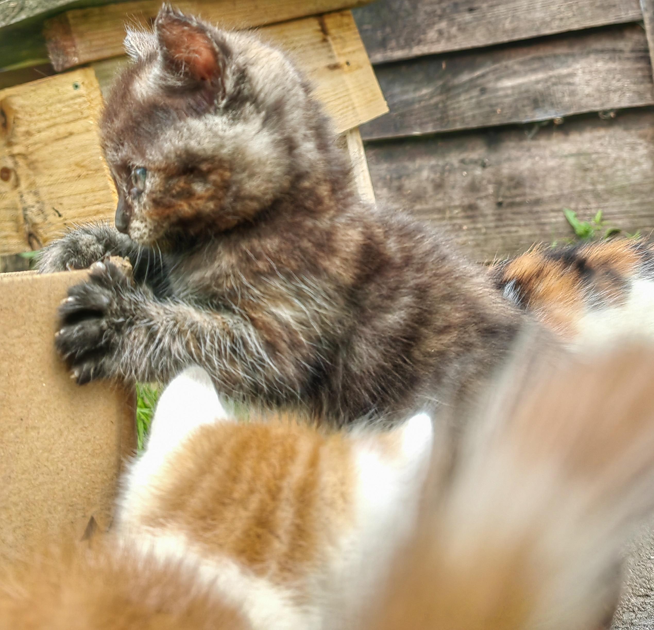 Young tortoiseshell kitten checking out a cardboard box while her 3 siblings are causing mayhem