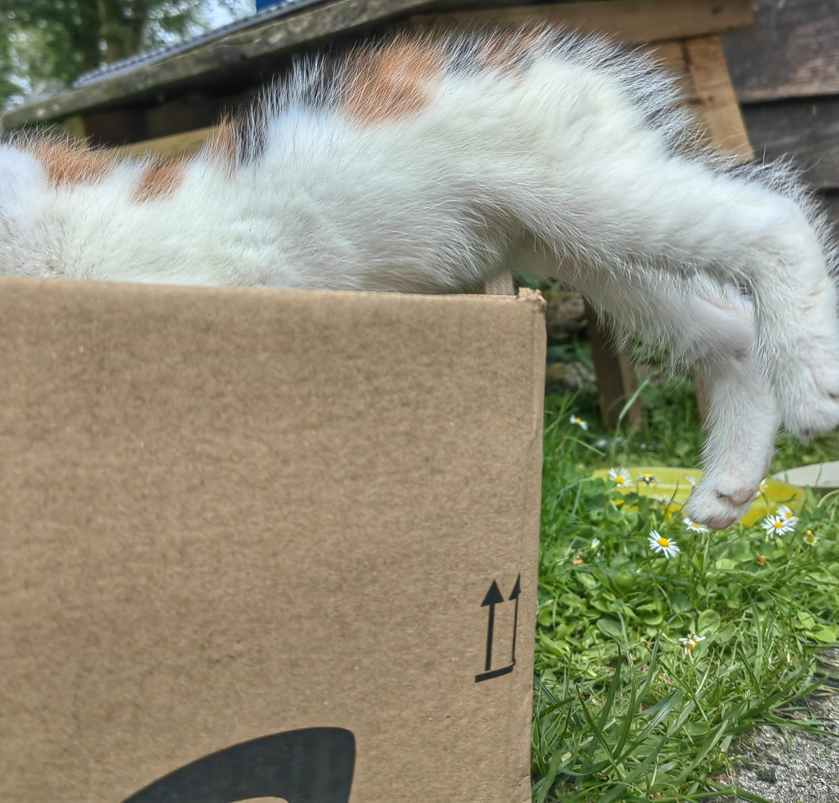 calico kitten mid-jump into a cardboard box