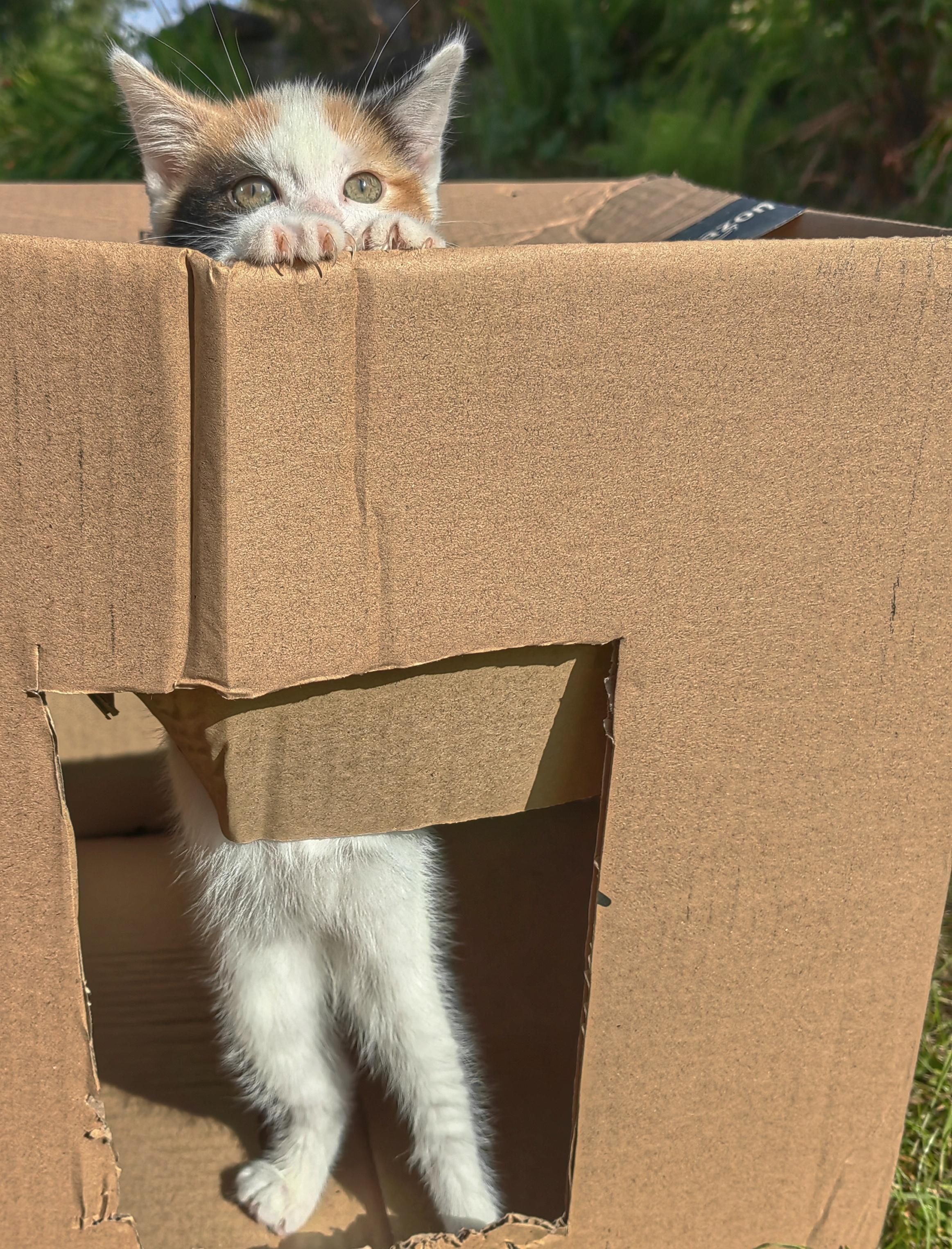 standing on her hindlegs in a cardboard box. A cutout shows her belly