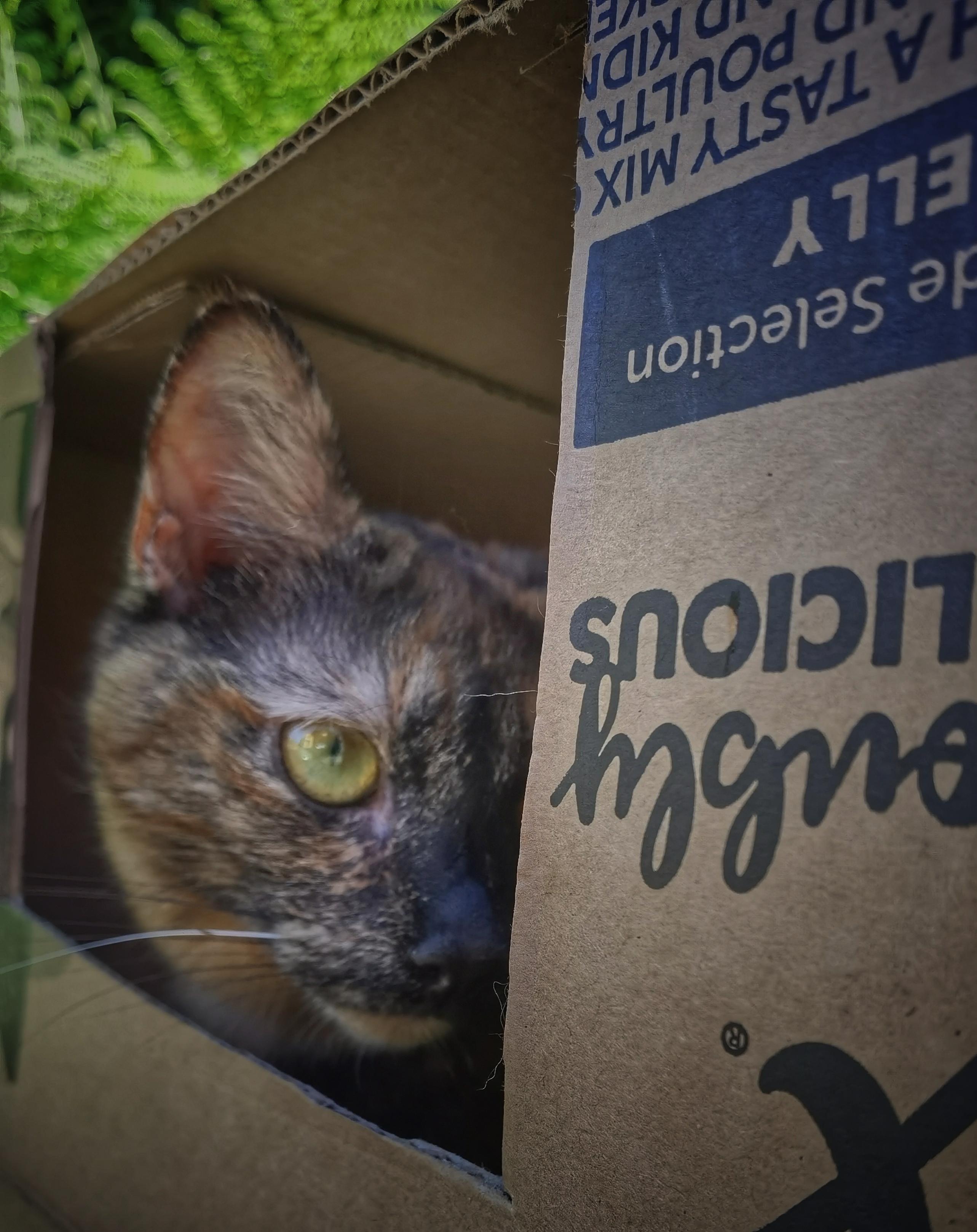 Tortoiseshell cat lurking in a box