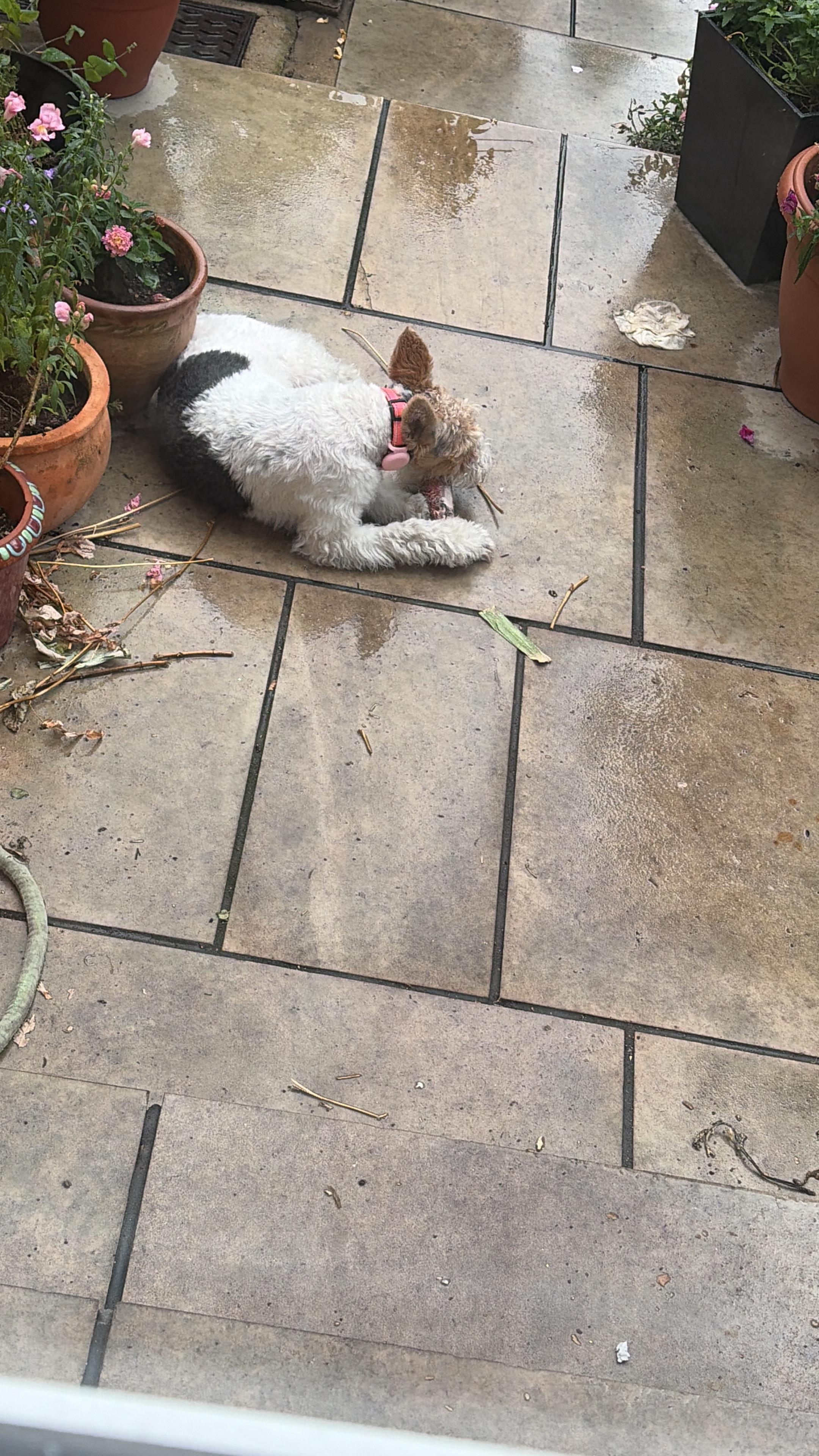 Bella outside on patio chewing on a bone