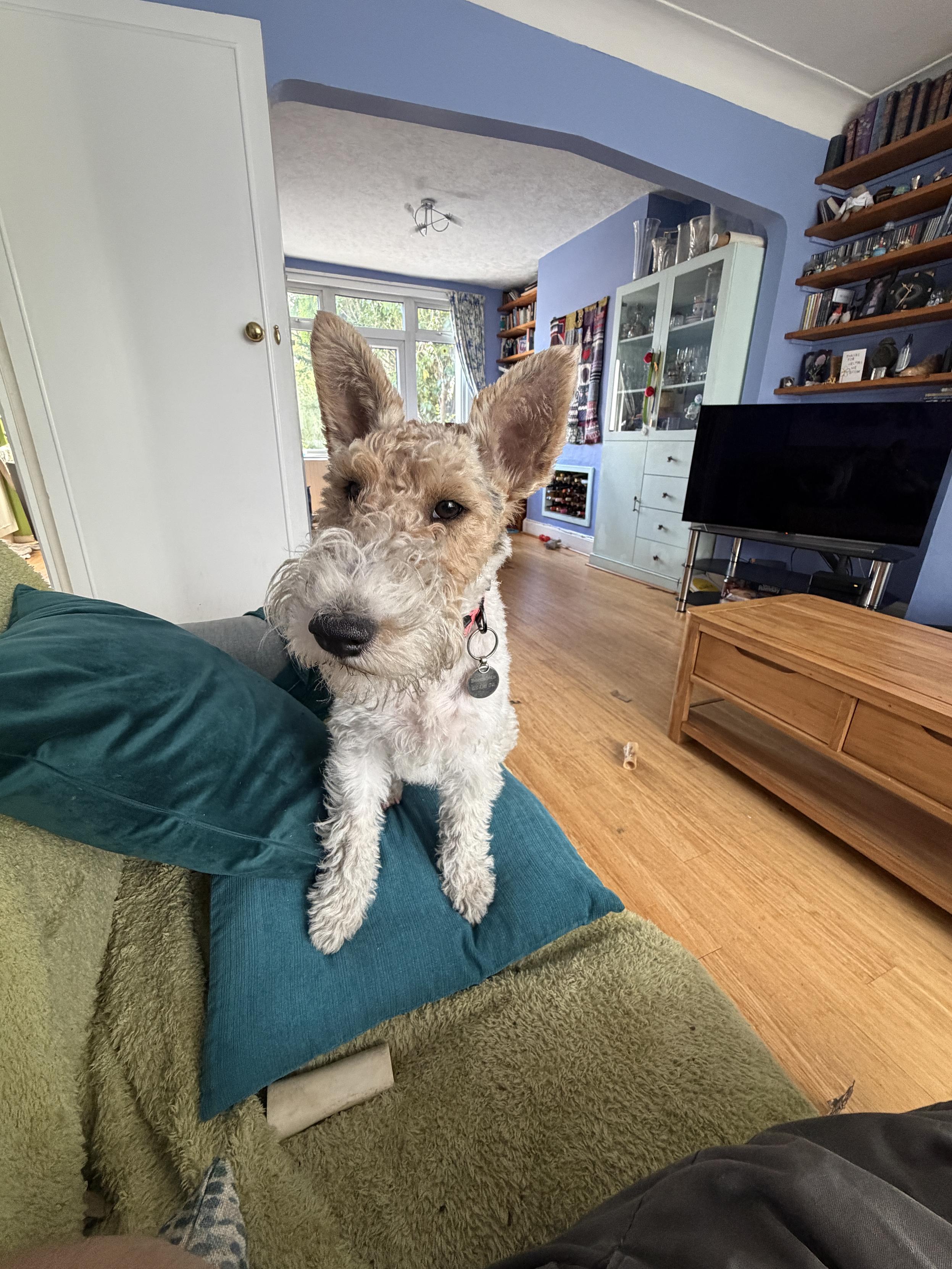 Wire Fox Terrier stood on sofa on a blue cushion. Looking at camera.