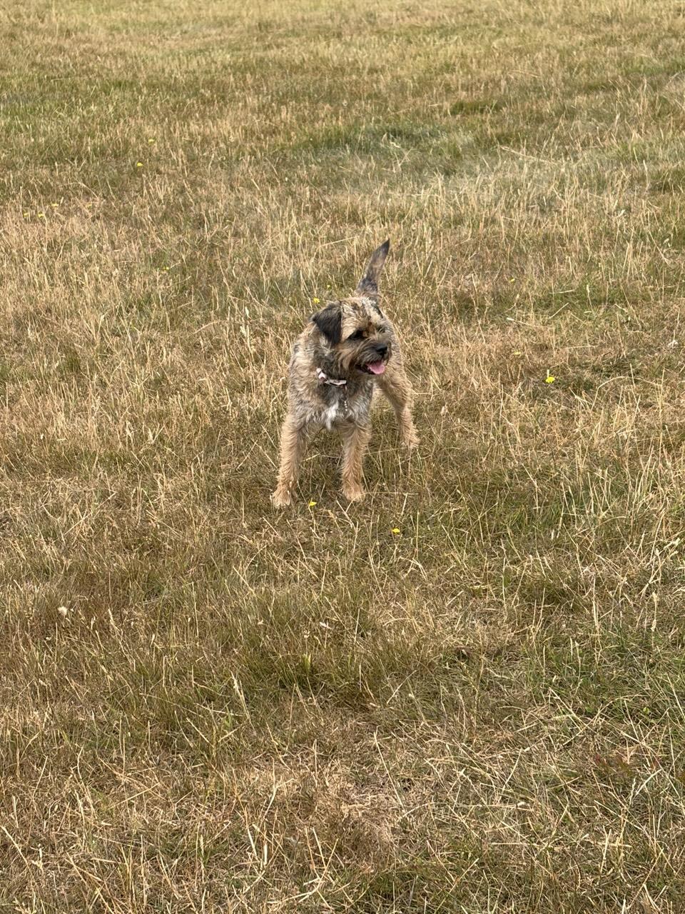 My dog Nell on a walk