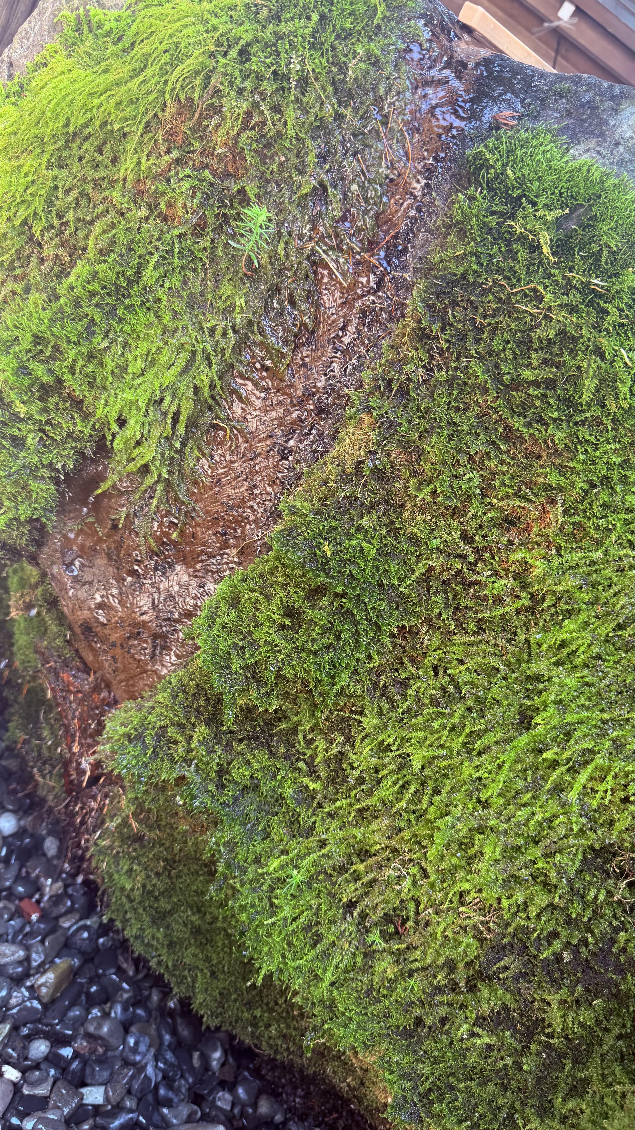 Bright green moss on a big rock.