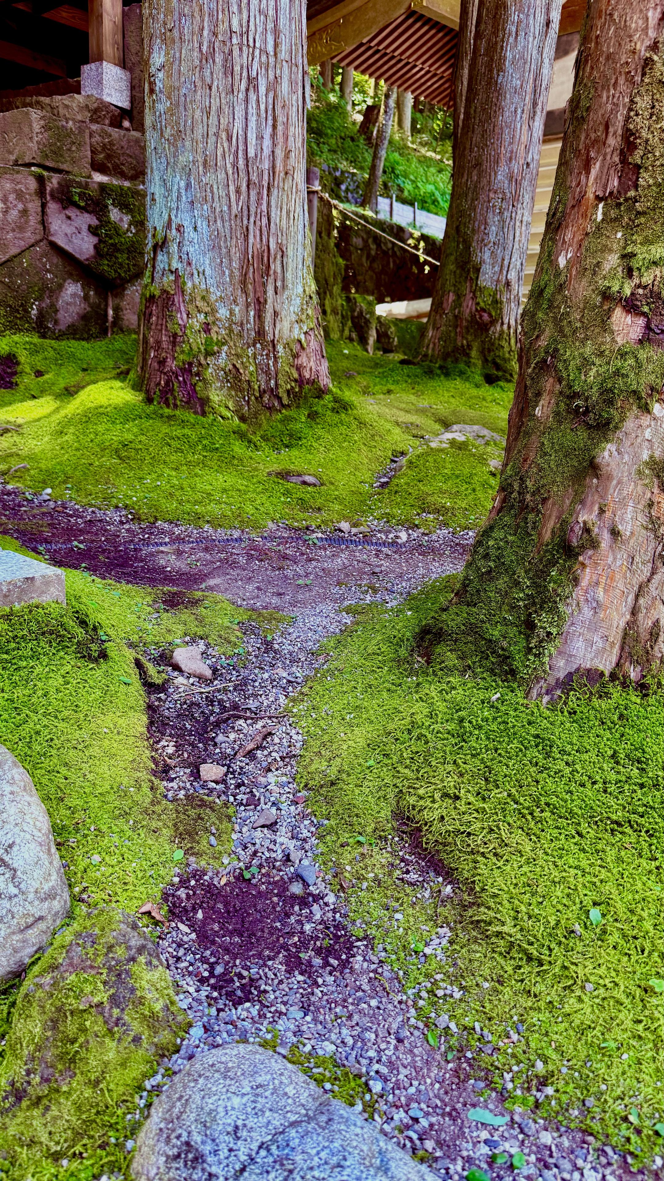 Moss around tree trunks with a rocky road between them