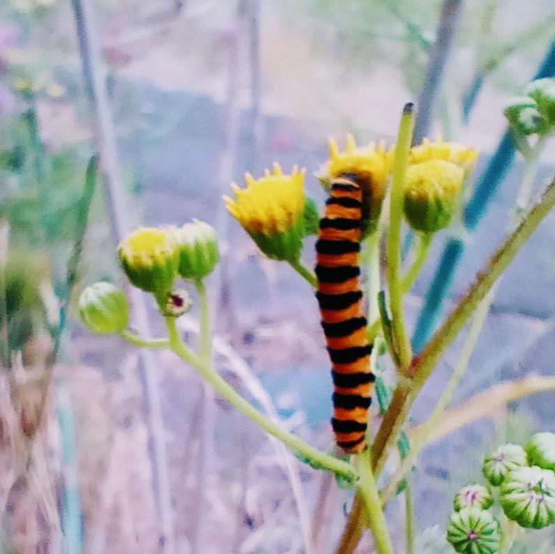 Photo of a cinnabar moth caterpillar moth on a ragwort plant. 
The caterpillar has black and orange stripes, as a warning to predators that it is toxic. The ragwort plant has green stems with bright yellow flowers. 
This caterpillar munches on the ragwort plant to store up toxins in order to deter predators.