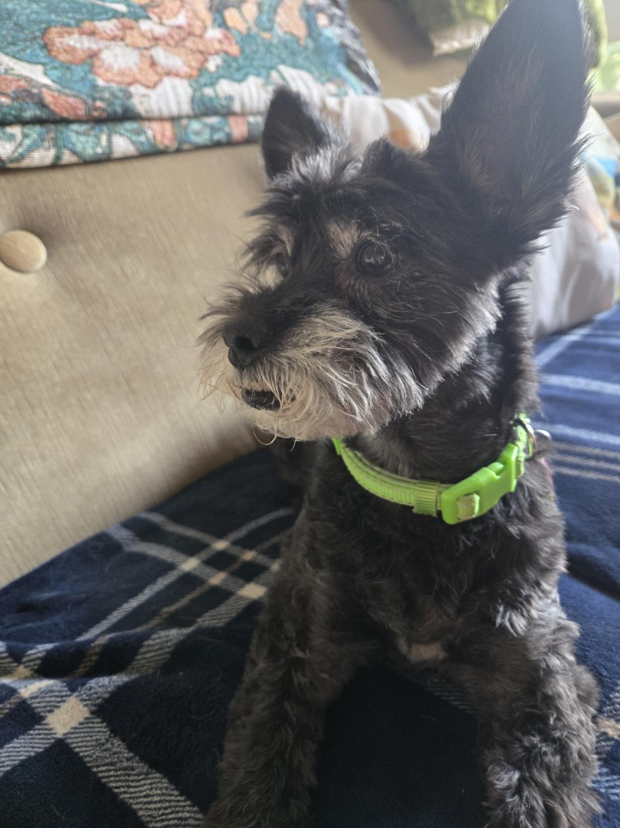 Lil black dog on a blue plaid blanket over a green couch. She is looking off the picture. Is someone getting a snack?