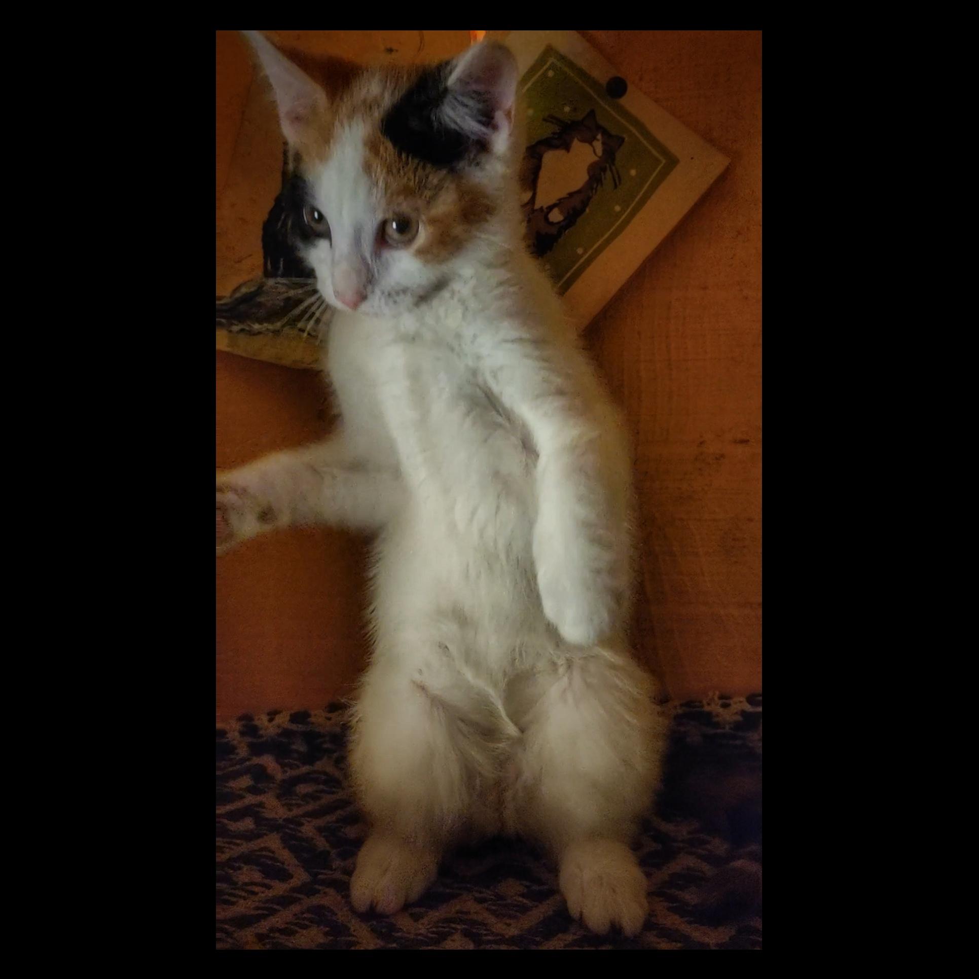 Extremely innocent calico kitten on her hindlegs being innocent
