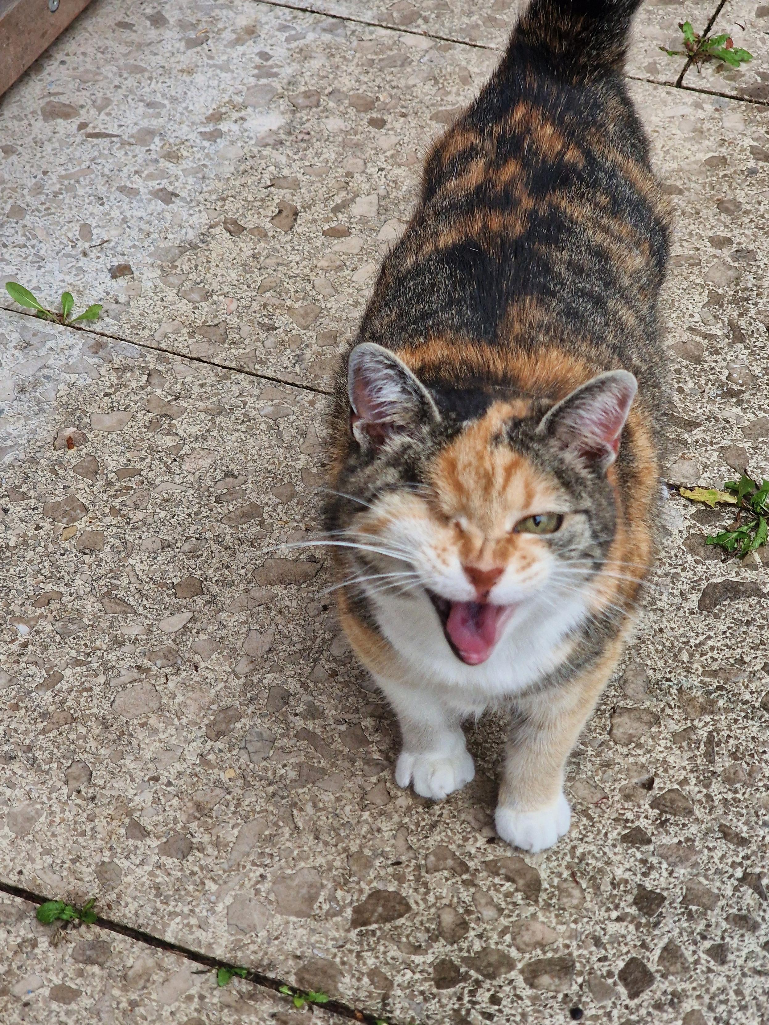Our tortoiseshell cat Lilly standing on the patio, meowing at the camera. She has no teeth and only one eye and is happy to be outside again.