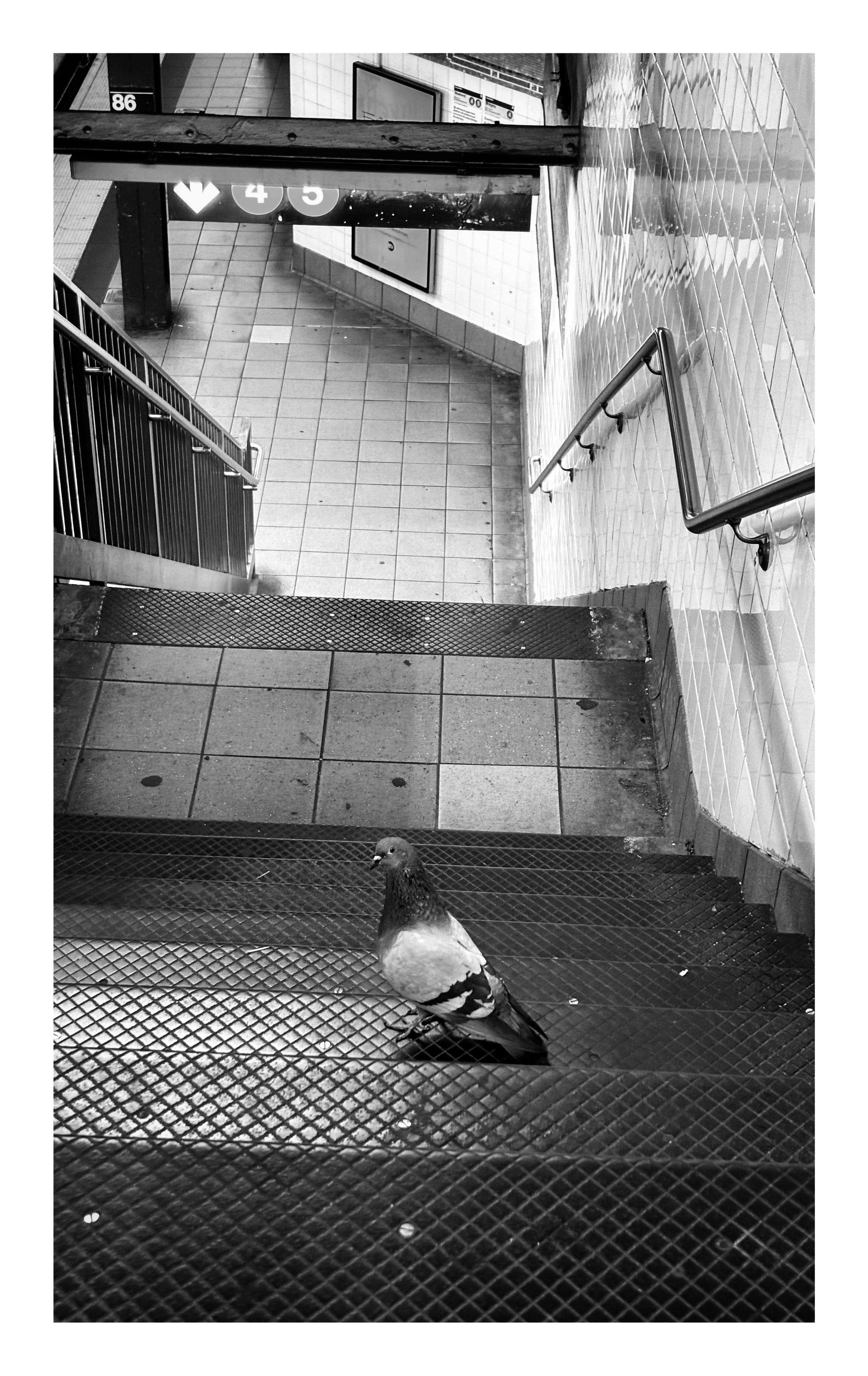Black and white photo taken at the top of the stairs at a New York subway platform, looking down at the lower level. A pigeon stands on a step halfway down, its head turned back to look at the camera. In the distance are a pillar and hanging sign indicating that this is the 4/5 station at 86th Street. The stairs, metal railings, and tiled floor and walls all create interesting geometric lines and patterns.