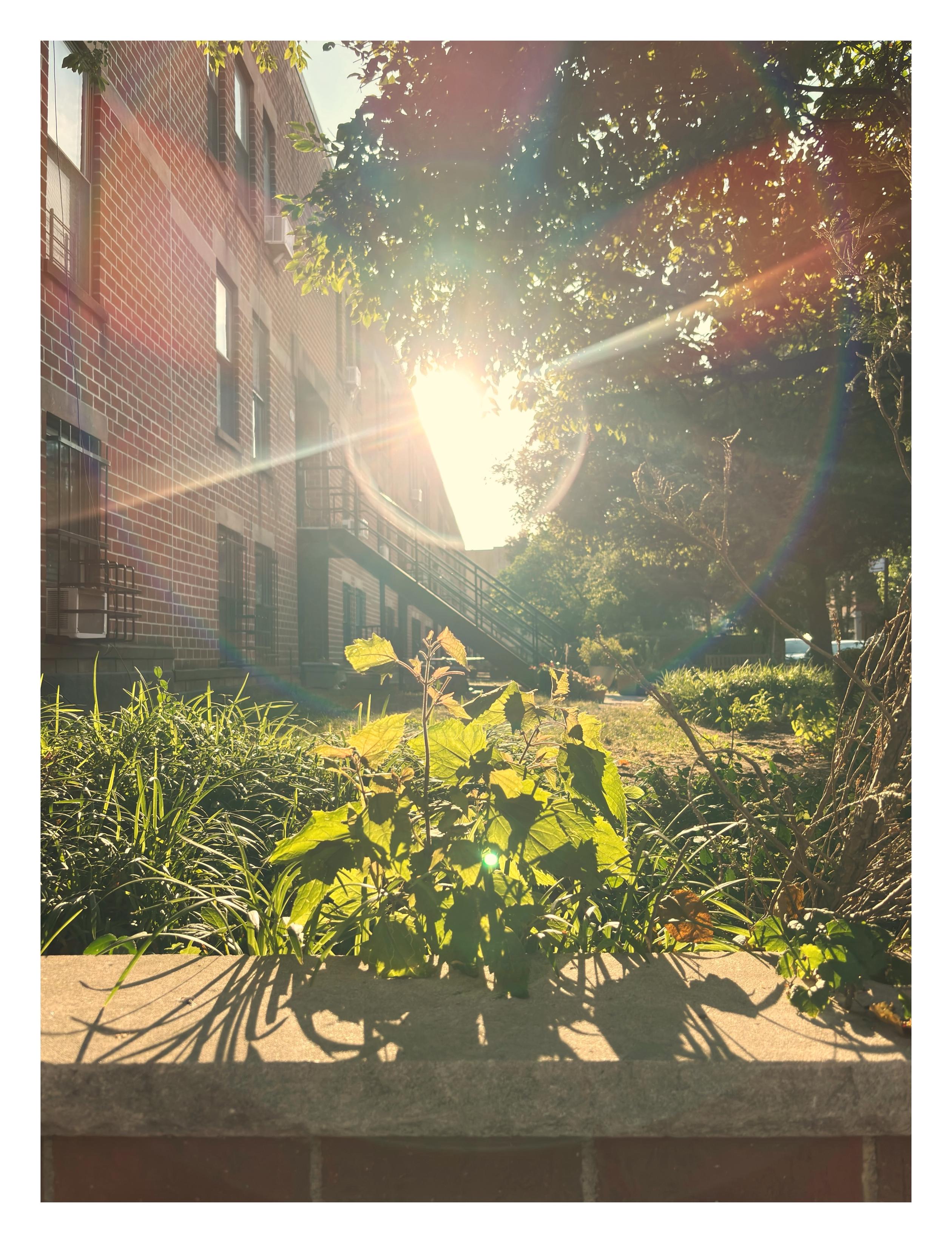 A hazy photo of some plants in an apartment’s front garden, casting their shadows on a low brick barrier. In the background is a brick building receding to the distance at left, and a green tree canopy at right. The sun blazes in between the building and the trees, emitting spikes of light and surrounded by circular lens flares with rainbow edges. It’s a very hot summer day.