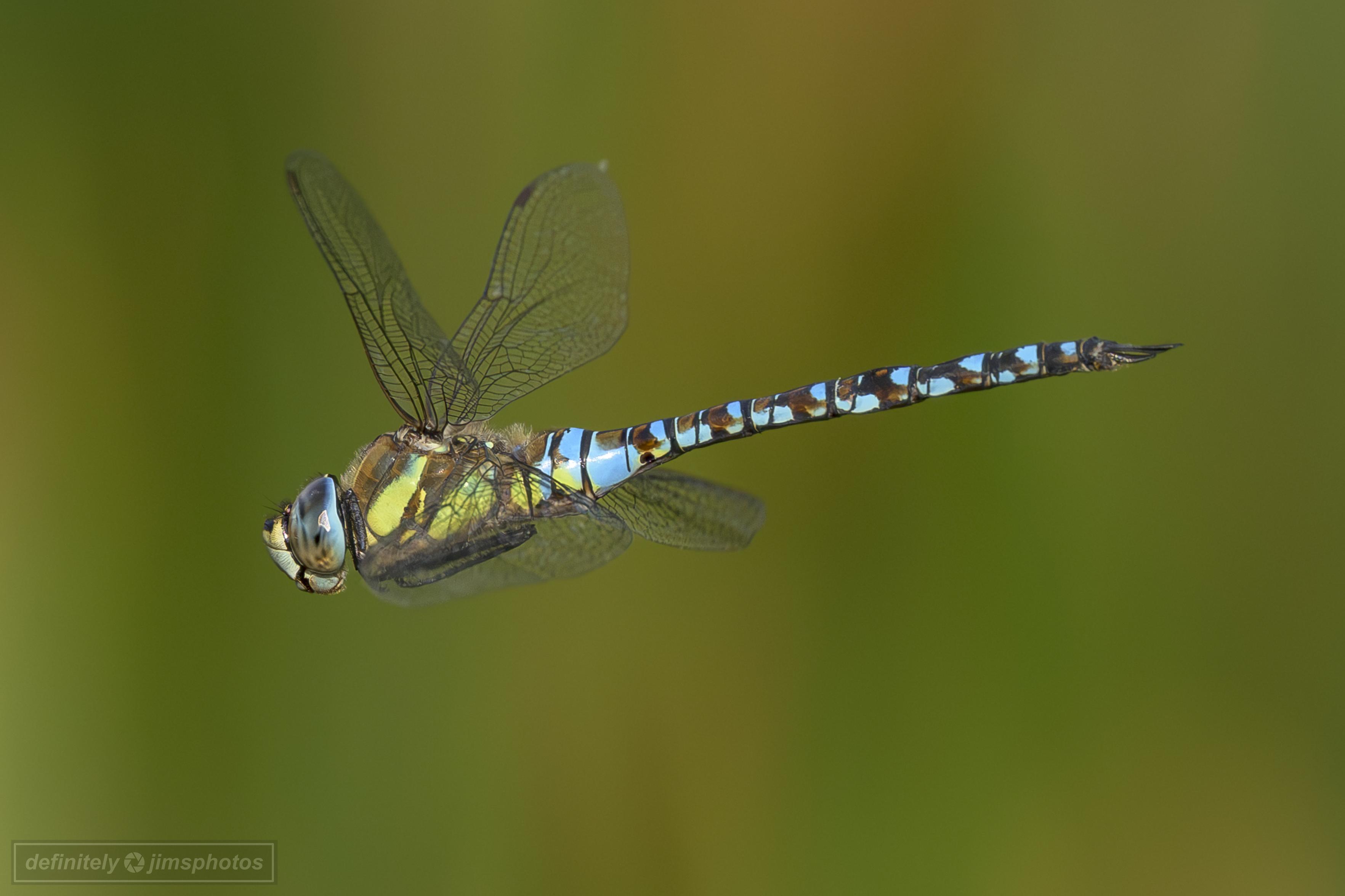 a blue, green and brown dragonfly in flight