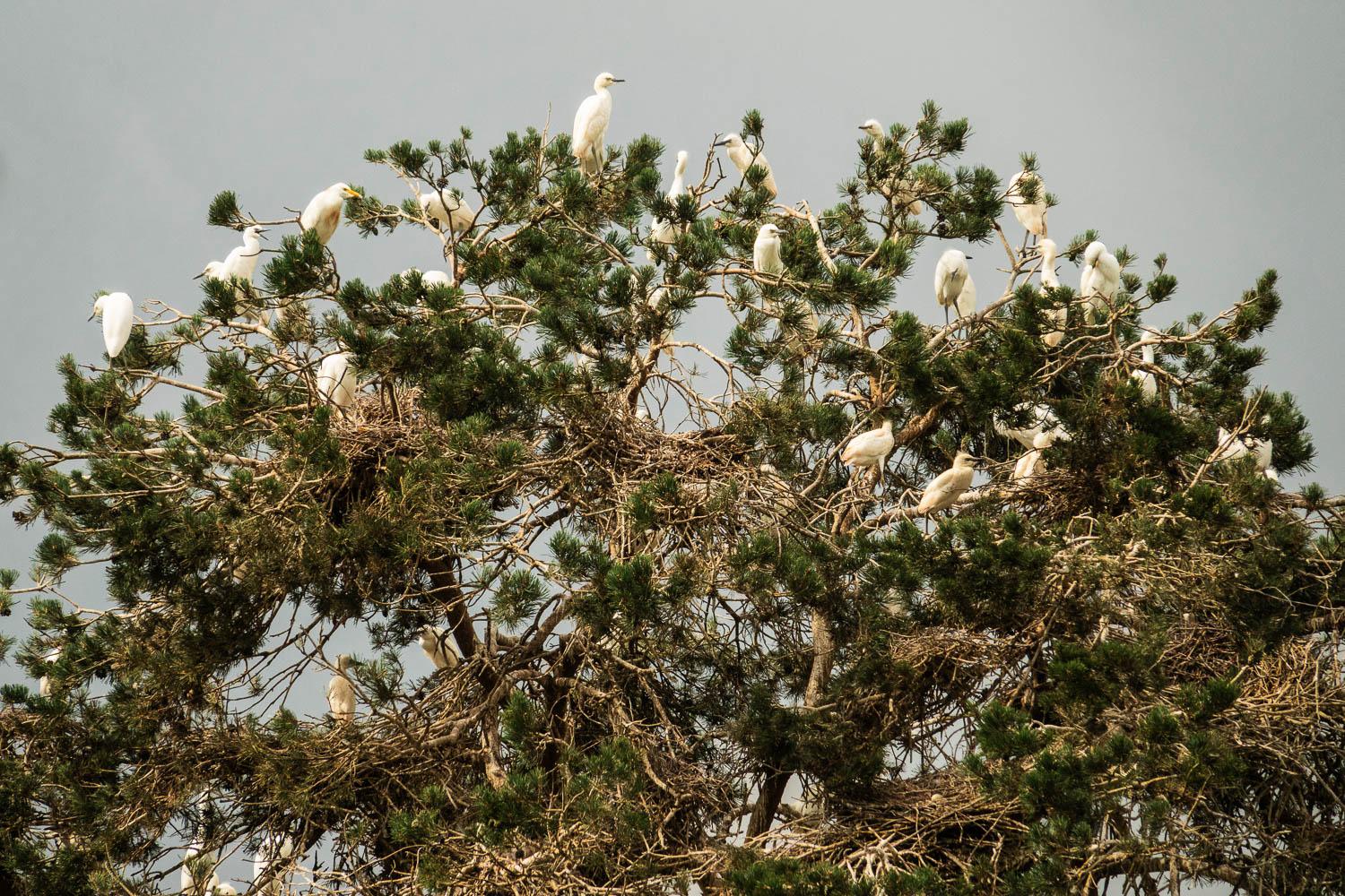 Photograph of numerous large white birds perched in the top of a tree.