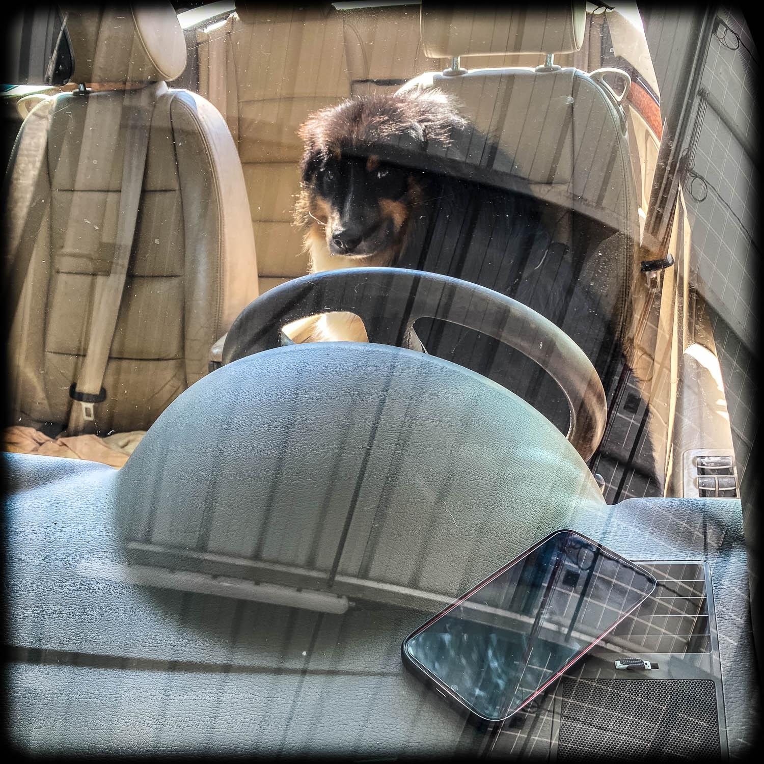 Photograph of a dog sitting in the driver's seat of a car, seen through the windscreen with multiple reflections. There is a smartphone on the dashboard.