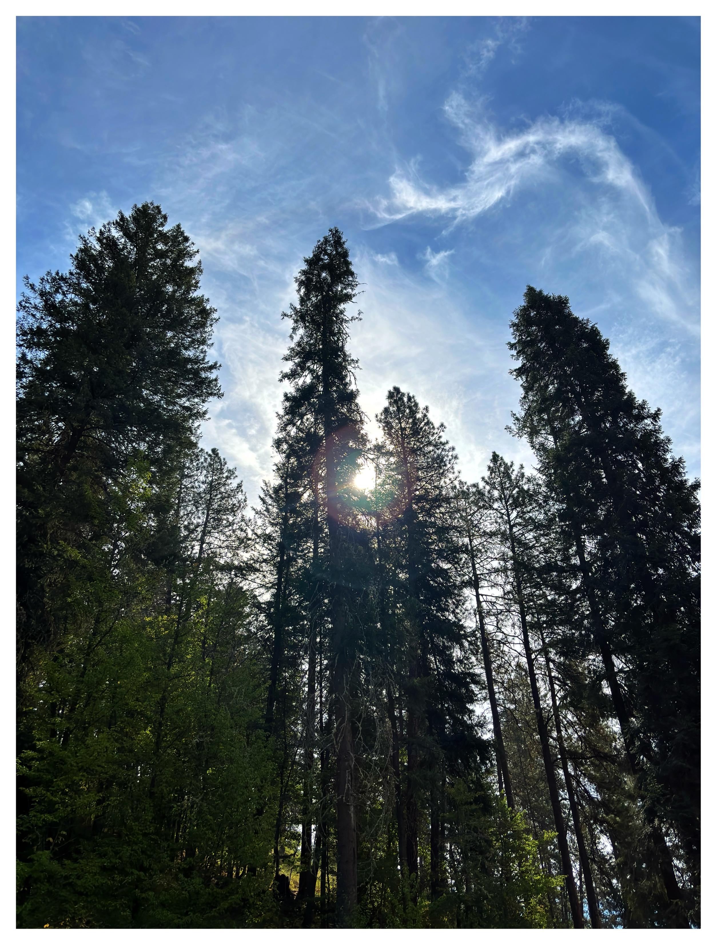 The sun in a completely different place, and yet a similar composition as the previous photo. In this image the morning sun shines through the leaves of towering conifer trees under a blue sky with wispy white clouds. Shot in north central Idaho.