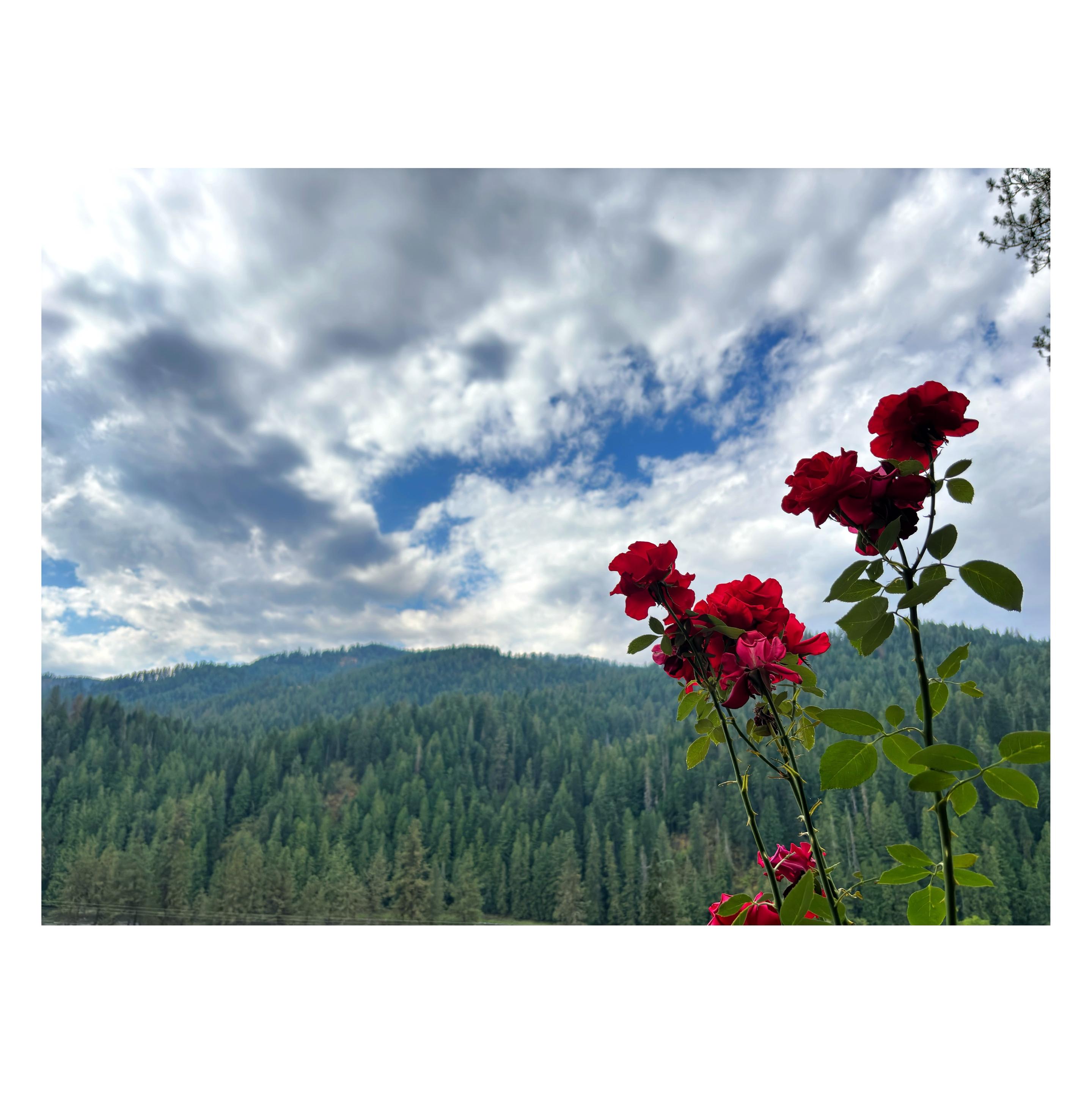 A landscape of green hills forested with firs and pines, rolling into the distance, under masses of white clouds with a glimpse of blue sky. In the foreground at right are long-stemmed roses with vivid red petals.