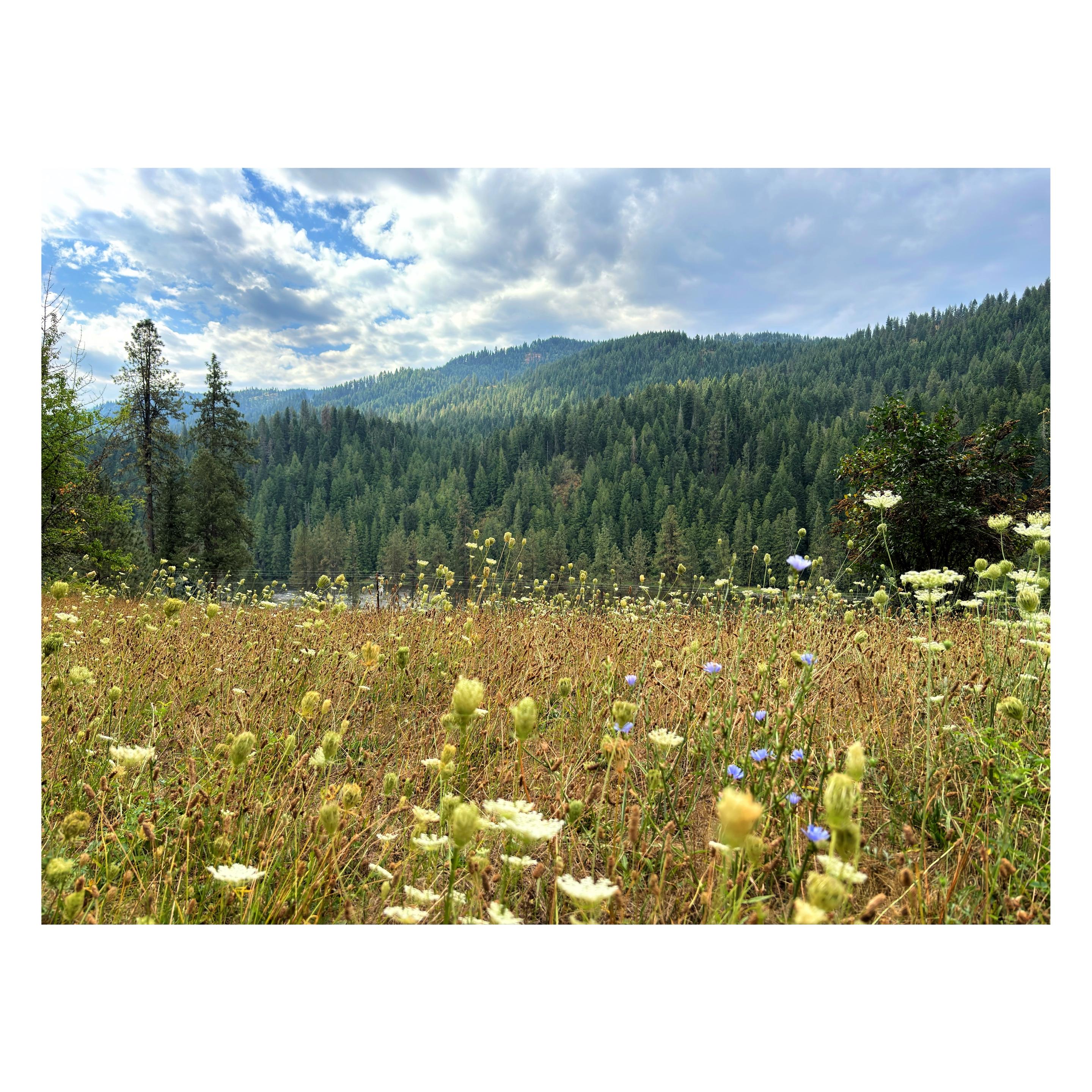 A field of wildflowers — blue chicory, white Queen Anne’s Lace — leads to a hilly green forest of pines in the distance, under a cloudy sky with glimpses of blue.