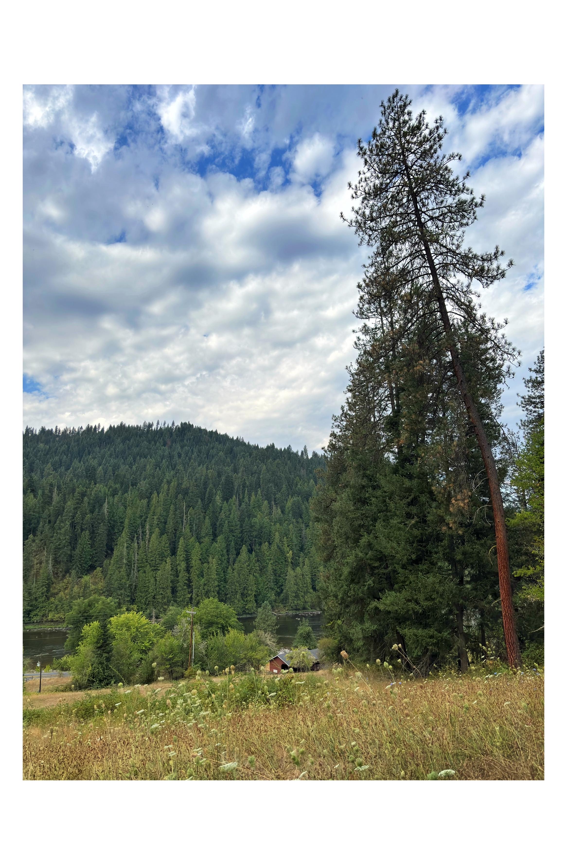 A hillside covered in grasses and wildflowers — thistles, Queen Anne’s Lace — slopes down to a small horses’ shed in the distance, next to a small grove of trees. Beyond is a highway bordering a river, on the far side of which stands a dense forest of conifers. In the foreground on the right, a towering pine tree stretches up to a cloudy sky with patches of blue.