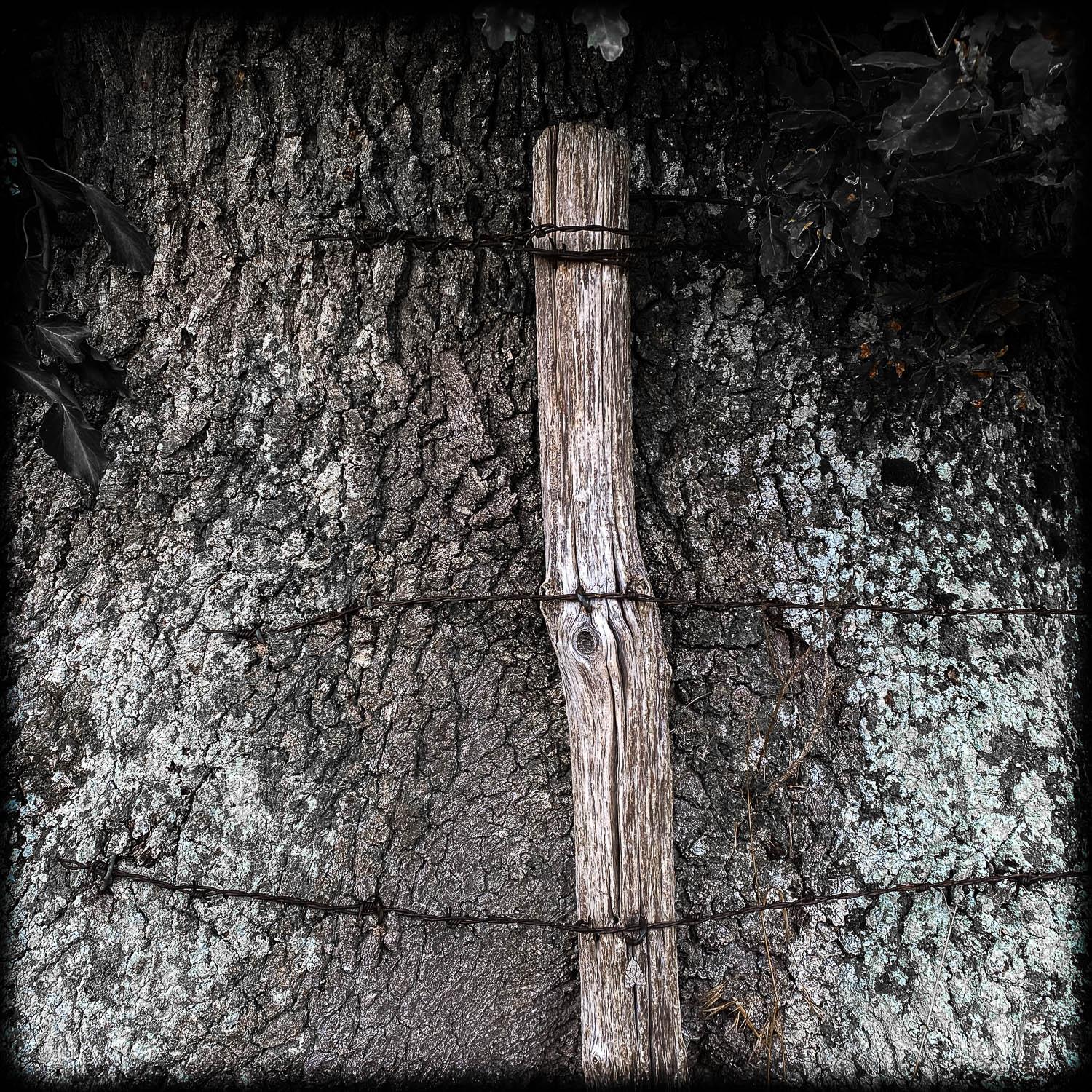 Photograph of a wooden fencepost attached to the bark of a tree by old rusty barbed wire