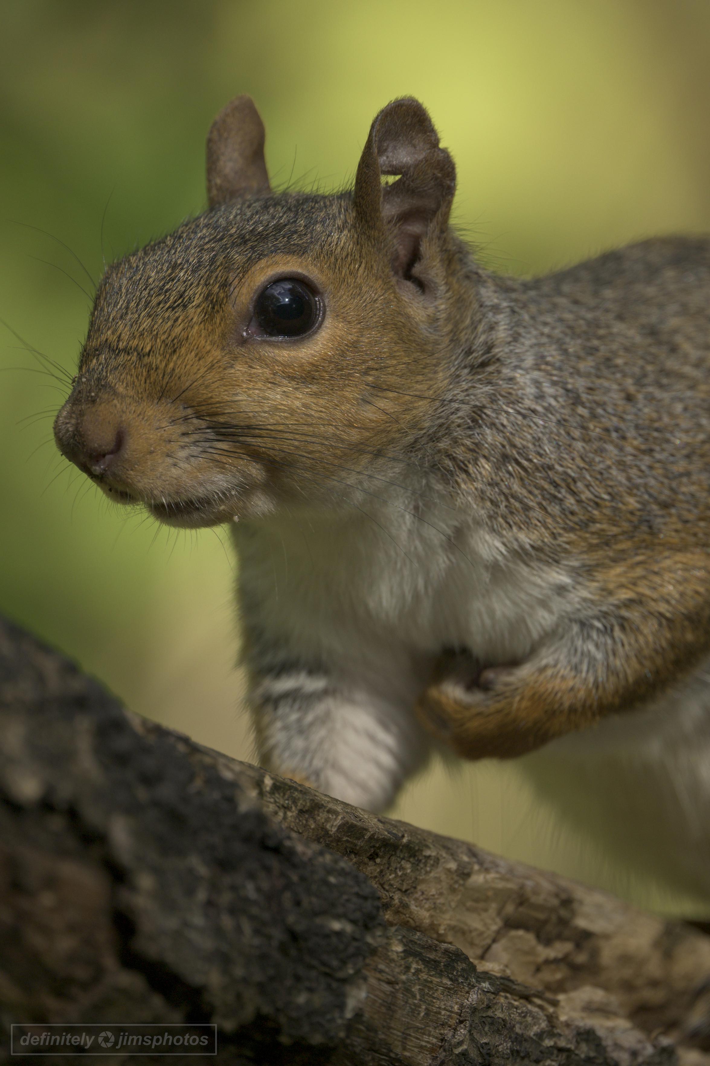 a grey squirrel posing on a tree trunk
