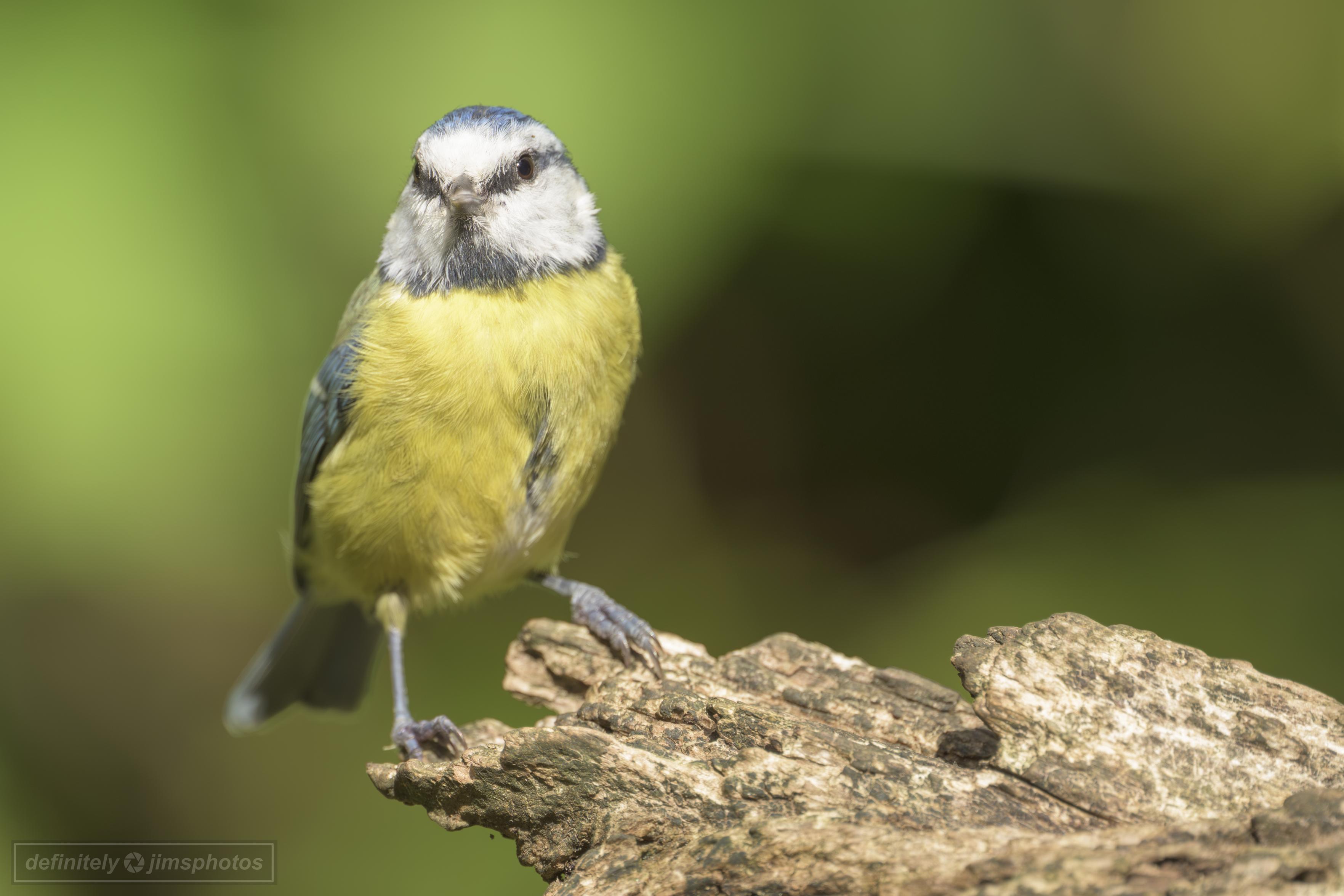 a small colourful bird on an old log