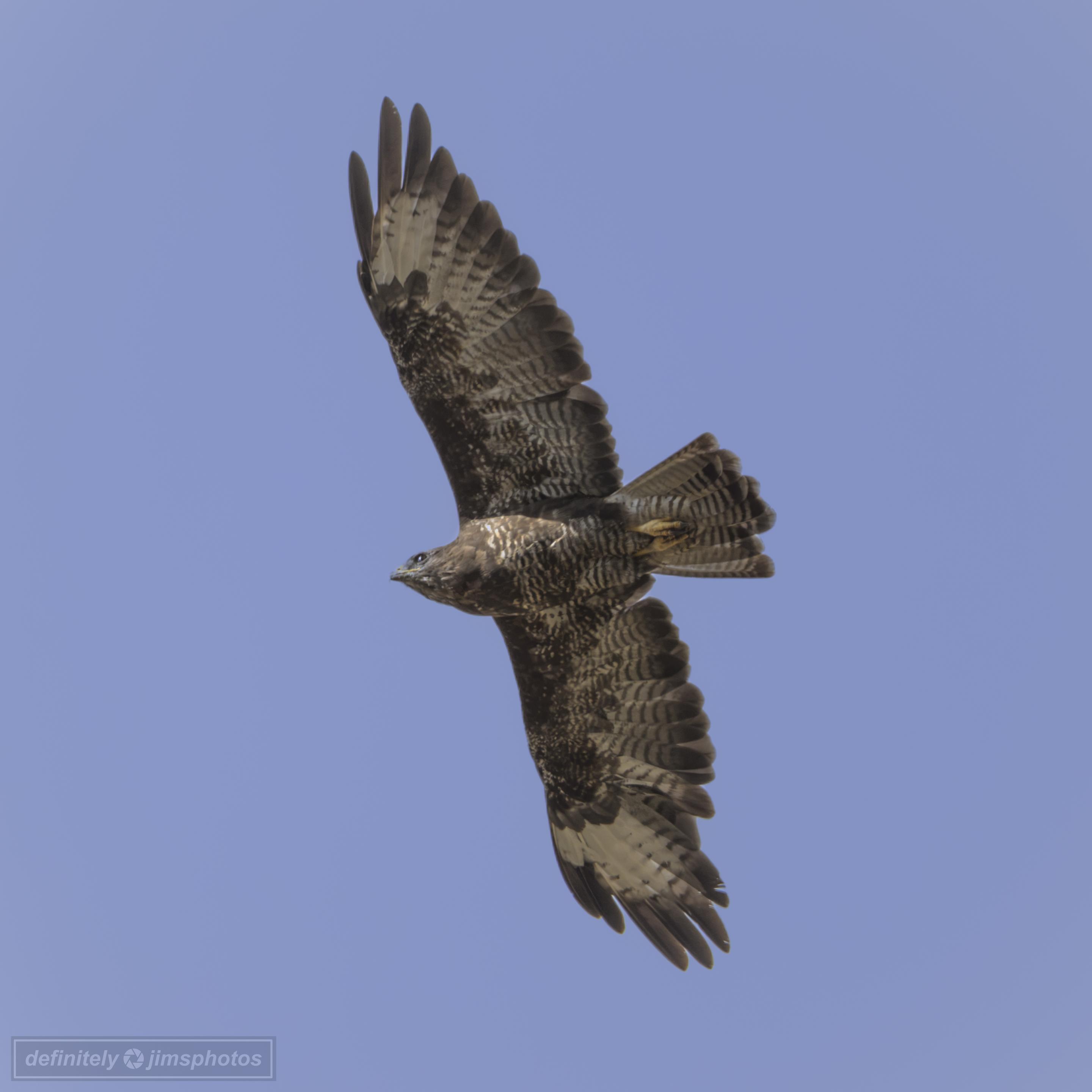 a large bird of prey in flight