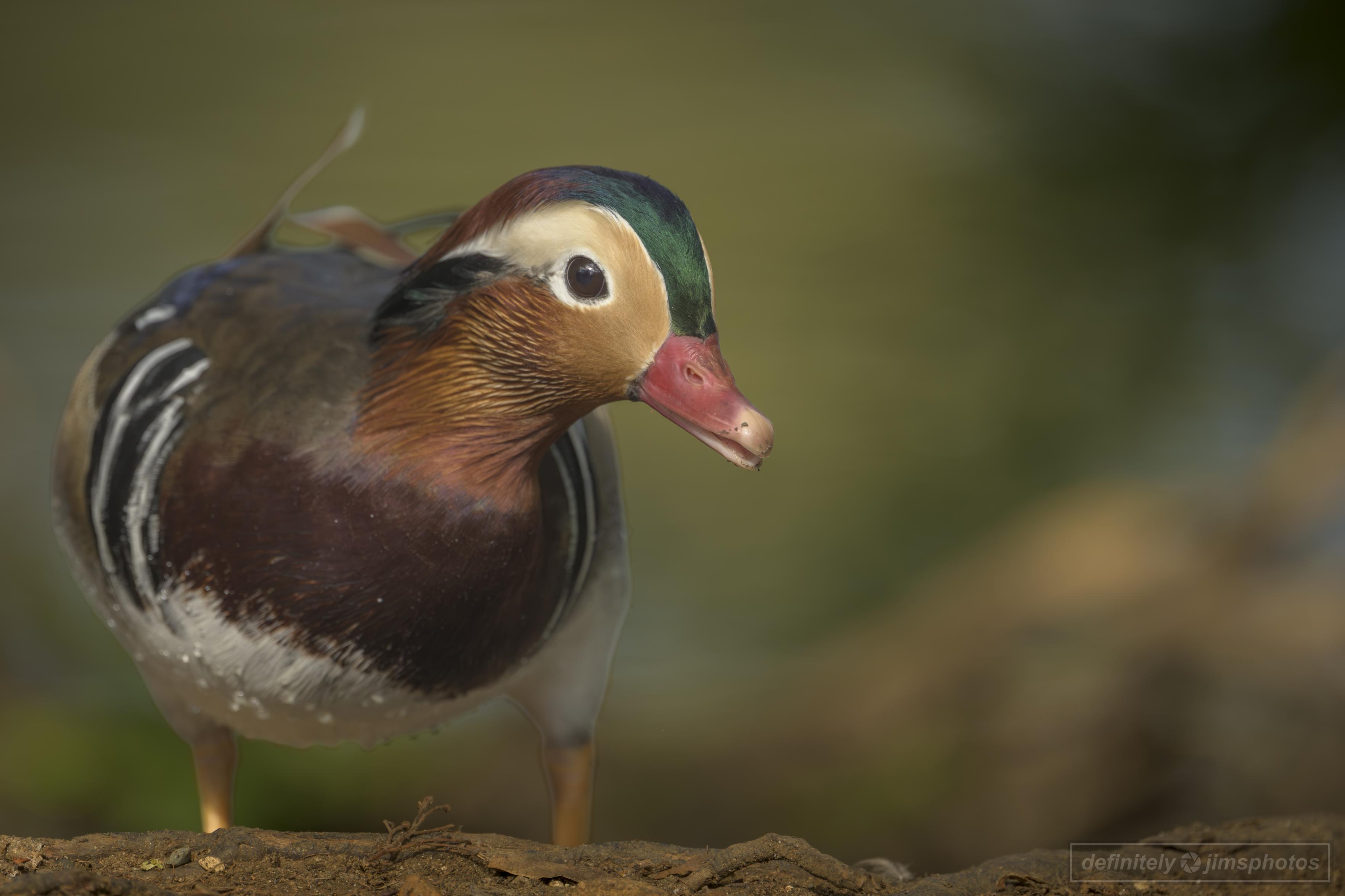 a very colourful duck with a short beak