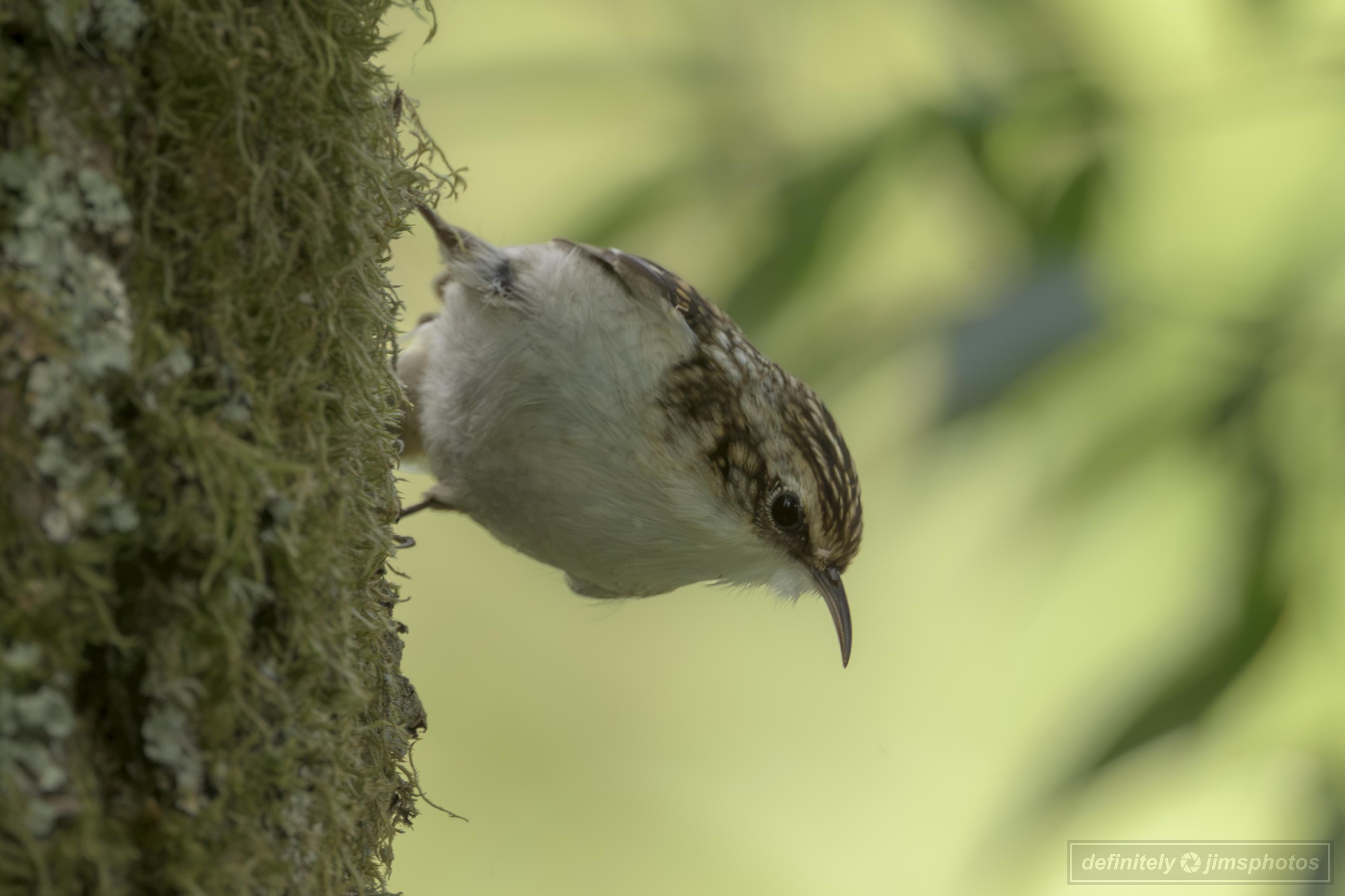 a small white and brown bird looking downward from a vertical trunk it is stood on