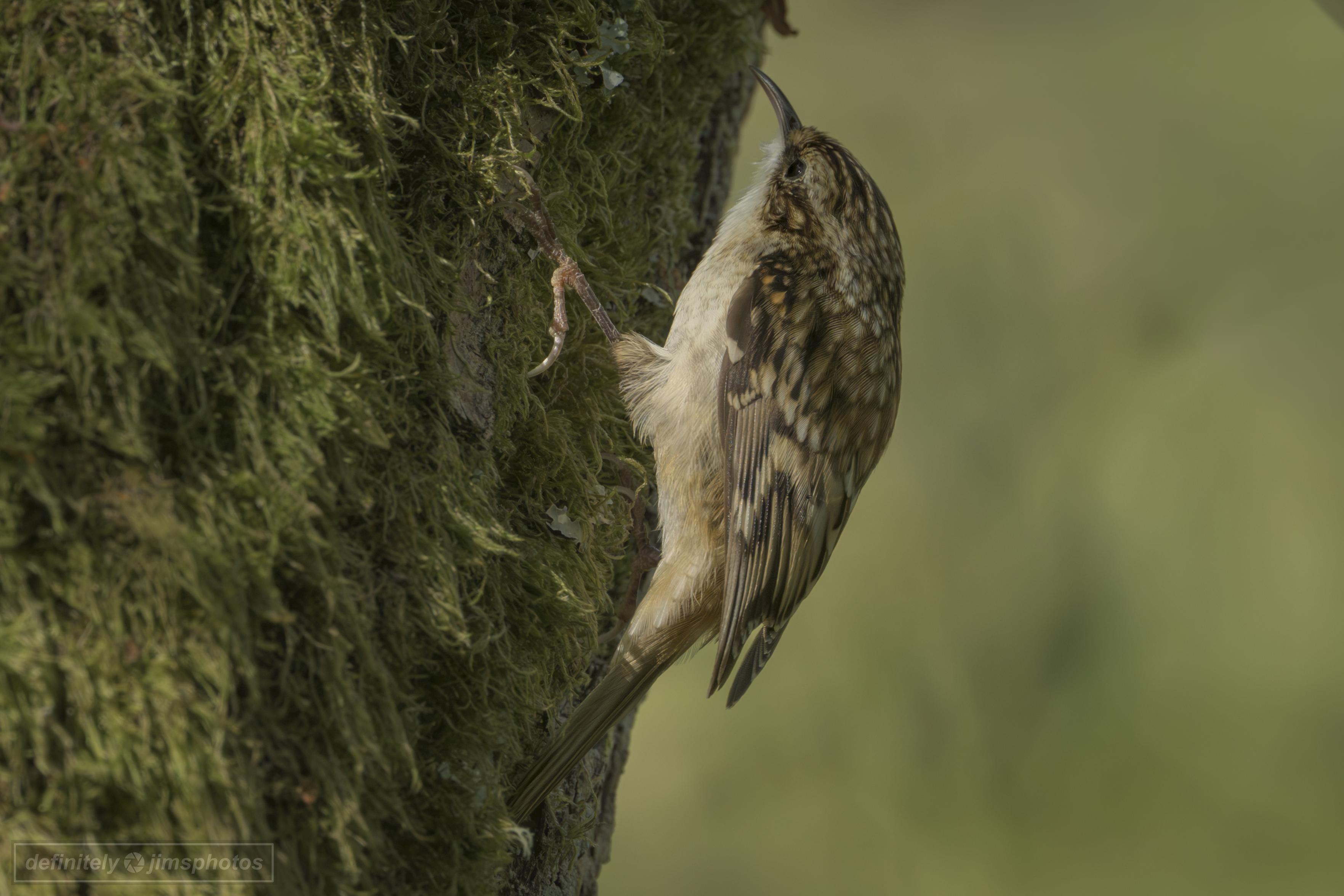 a small white and brown bird walking up a mossy tree