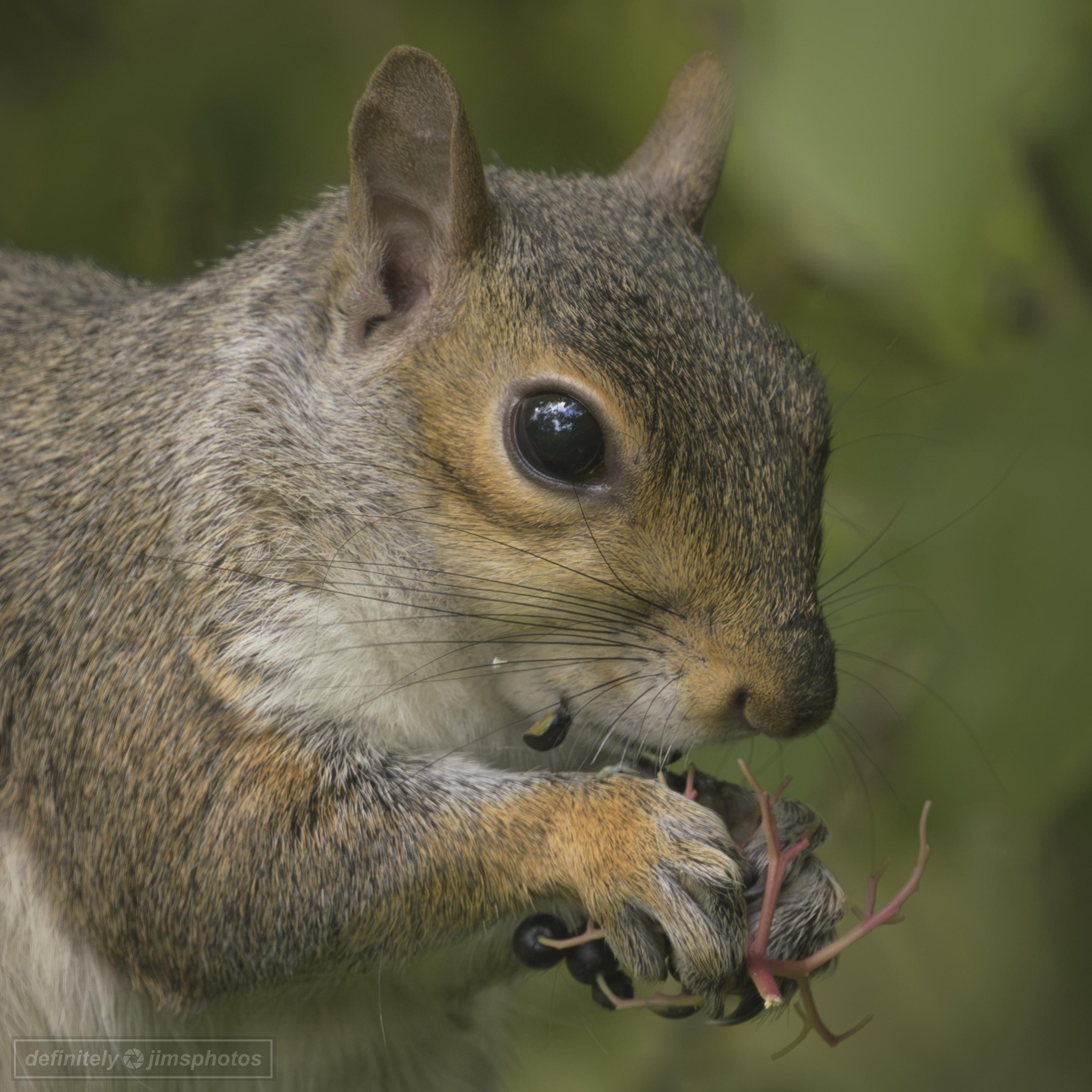 a grey squirrel eating some king of plant fibre