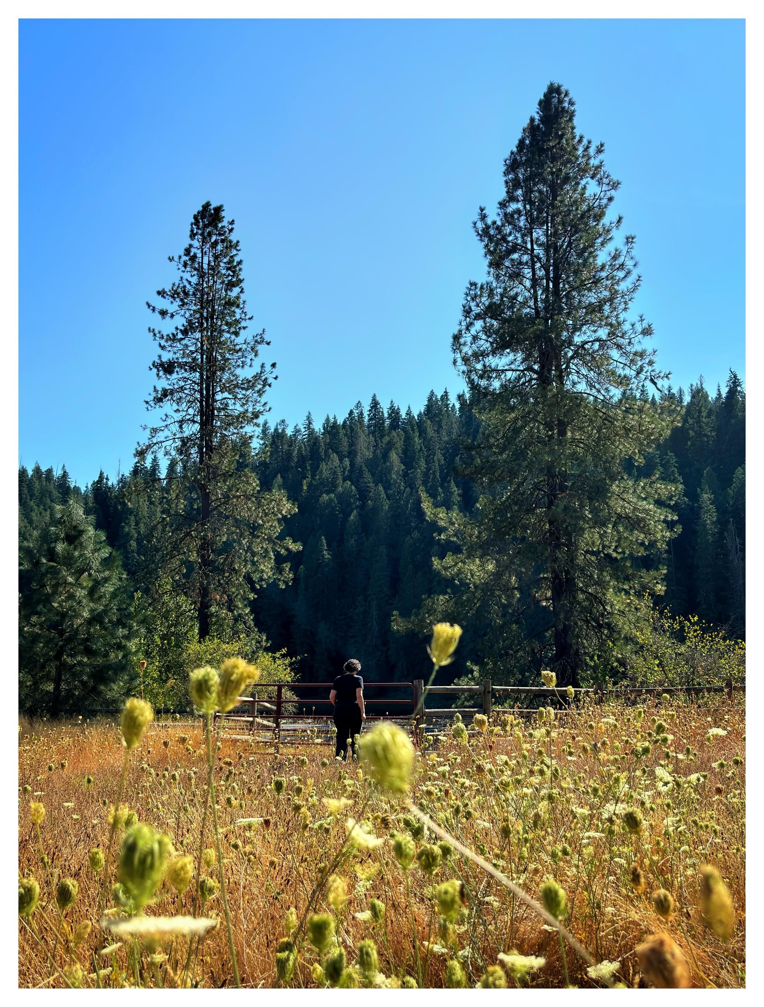 A sunny afternoon scene shot low to the ground in the rural Idaho countryside. In the foreground is a golden-brown field of overgrown wild grasses and thistles, some poking up very close to the camera. Through the thistles we see a solitary person in dark clothes standing in the middle distance, facing away from us and looking over a low metal fence. The person is flanked, and dwarfed, by two towering pine trees, the right one taller than the left. Beyond the fence is a glimpse of a road and a river, on the far side of which stands a solid green wall of tightly packed conifers — the Nez Perce-Clearwater National Forest — under a cloudless blue sky.