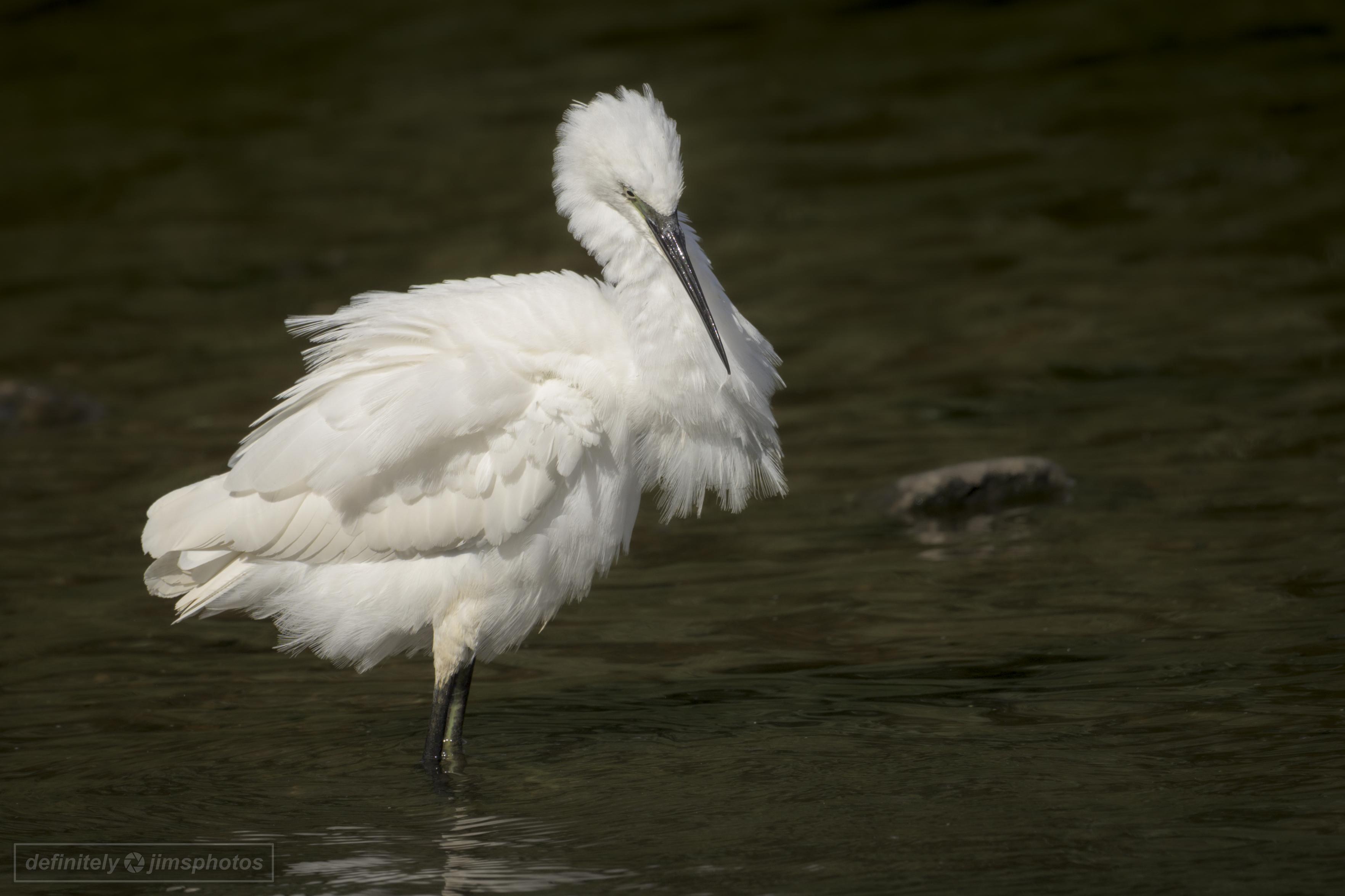 a little egret stood in a lake with it's feathers fluffed up