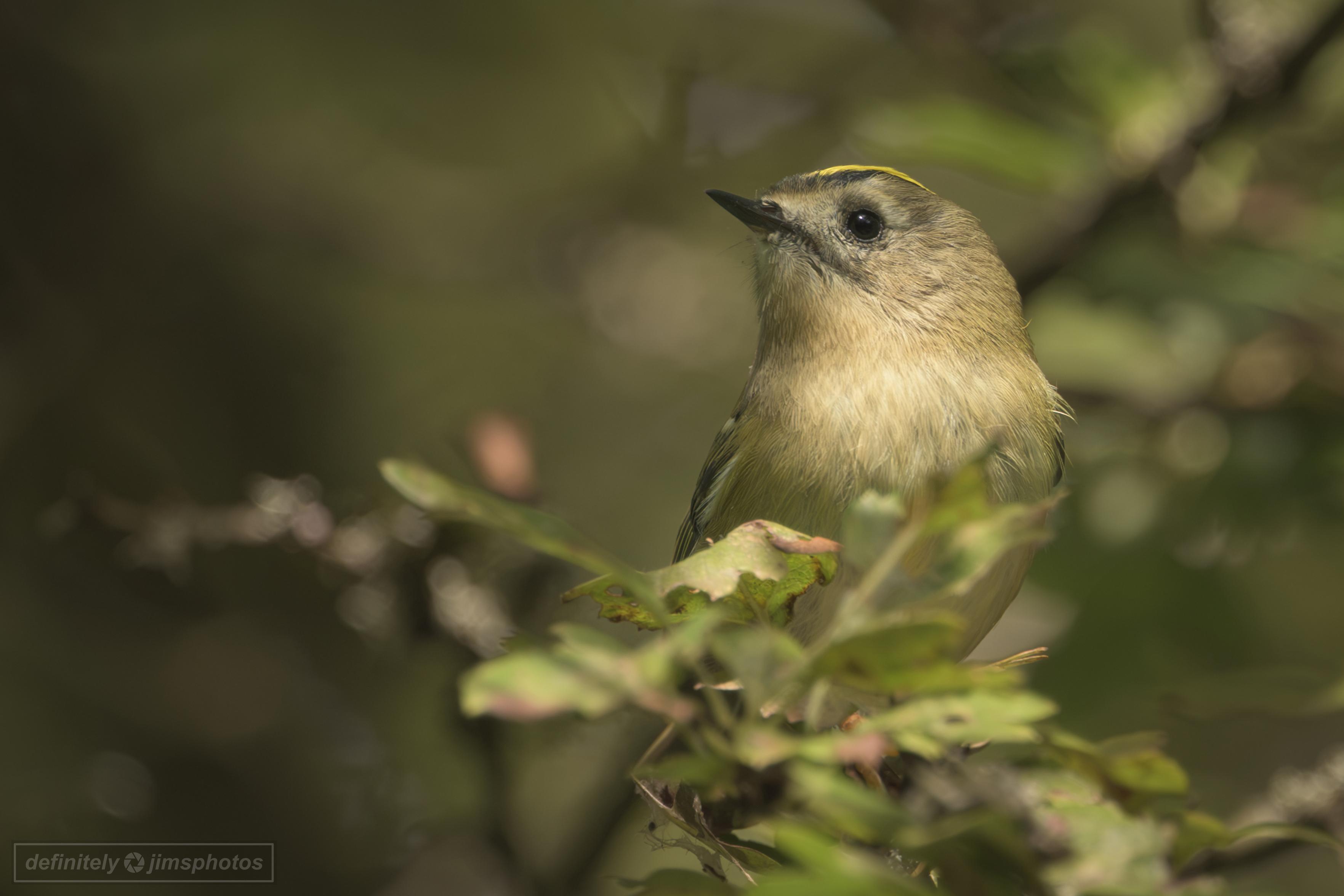 a very small bird (Europe's smallest bird in-fact) that has a gold streak of feathers on it's head