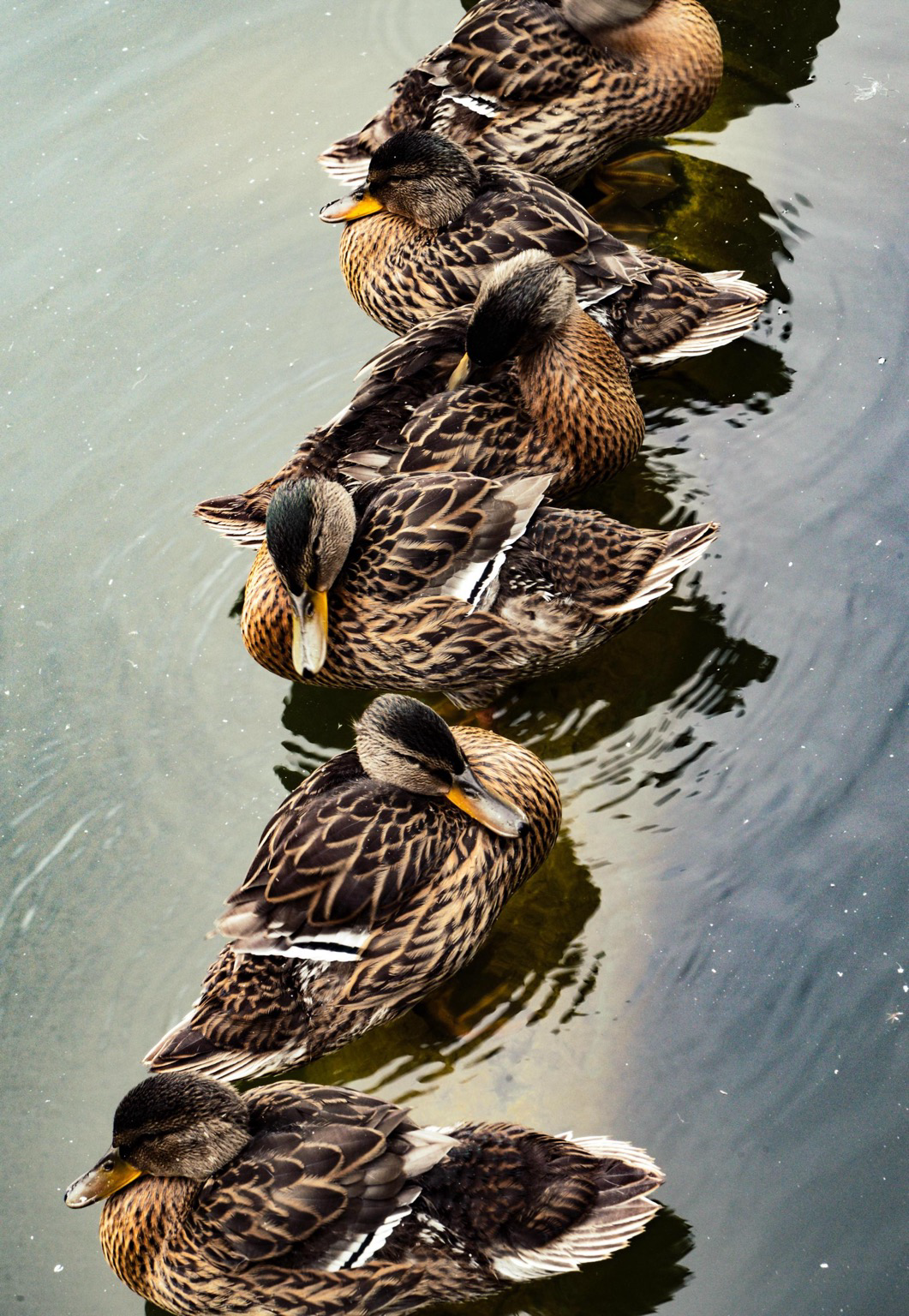 Vertical photograph of six female Mallards lined up single-file diagonally across dark water. The ducks feature mottled brown feathers, yellowish bills, and subtle iridescent blue wing patches bordered in white. Several ducks have their heads turned back, preening or resting their bills against their shoulders. Ripple reflections curve through the murky green-gray water around them.
