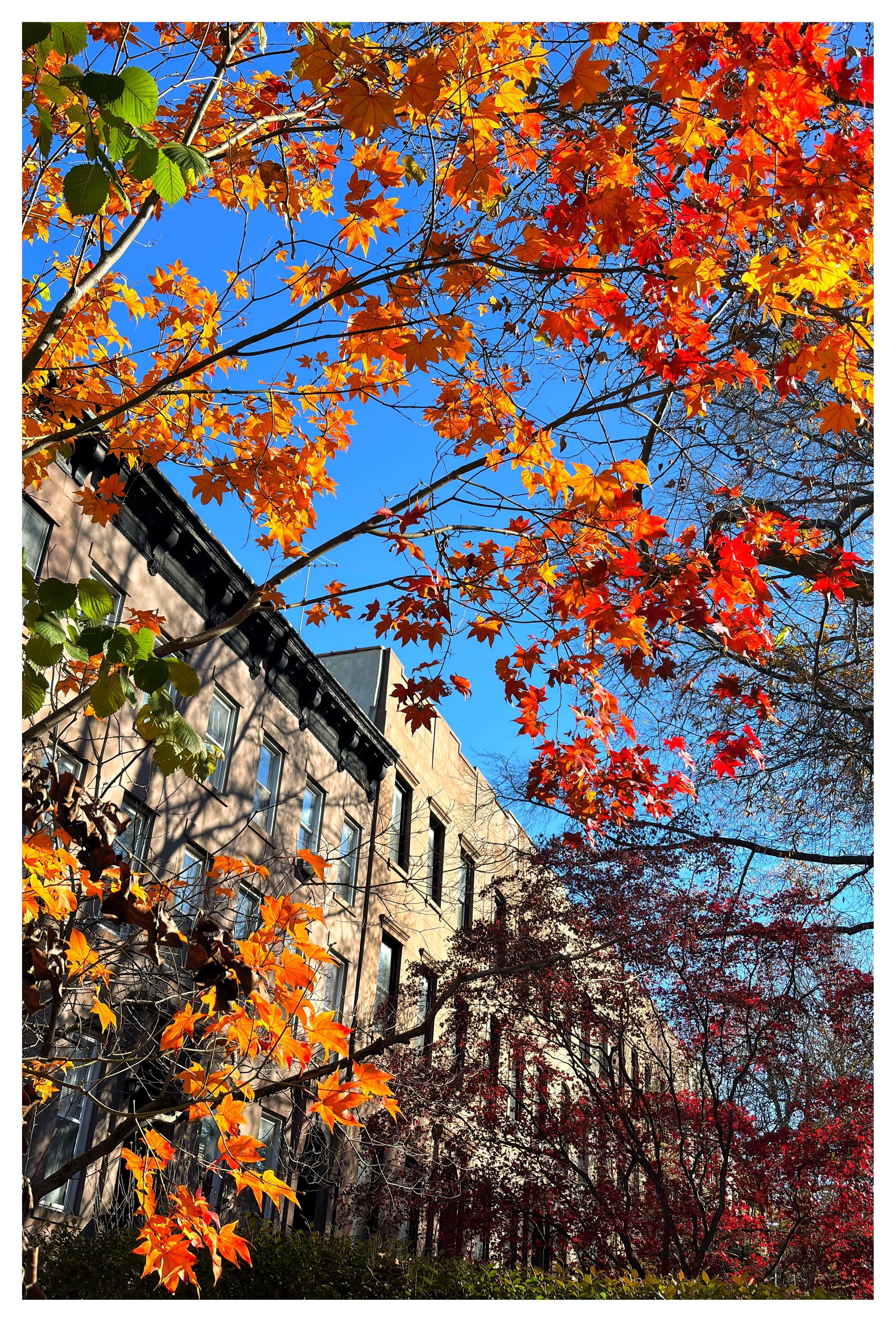 An angled view of a row of Brooklyn brownstone apartments receding towards the right under a cloudless blue sky, seen through tree branches with leaves in vivid fall colors: red, yellow, orange, green and gold.