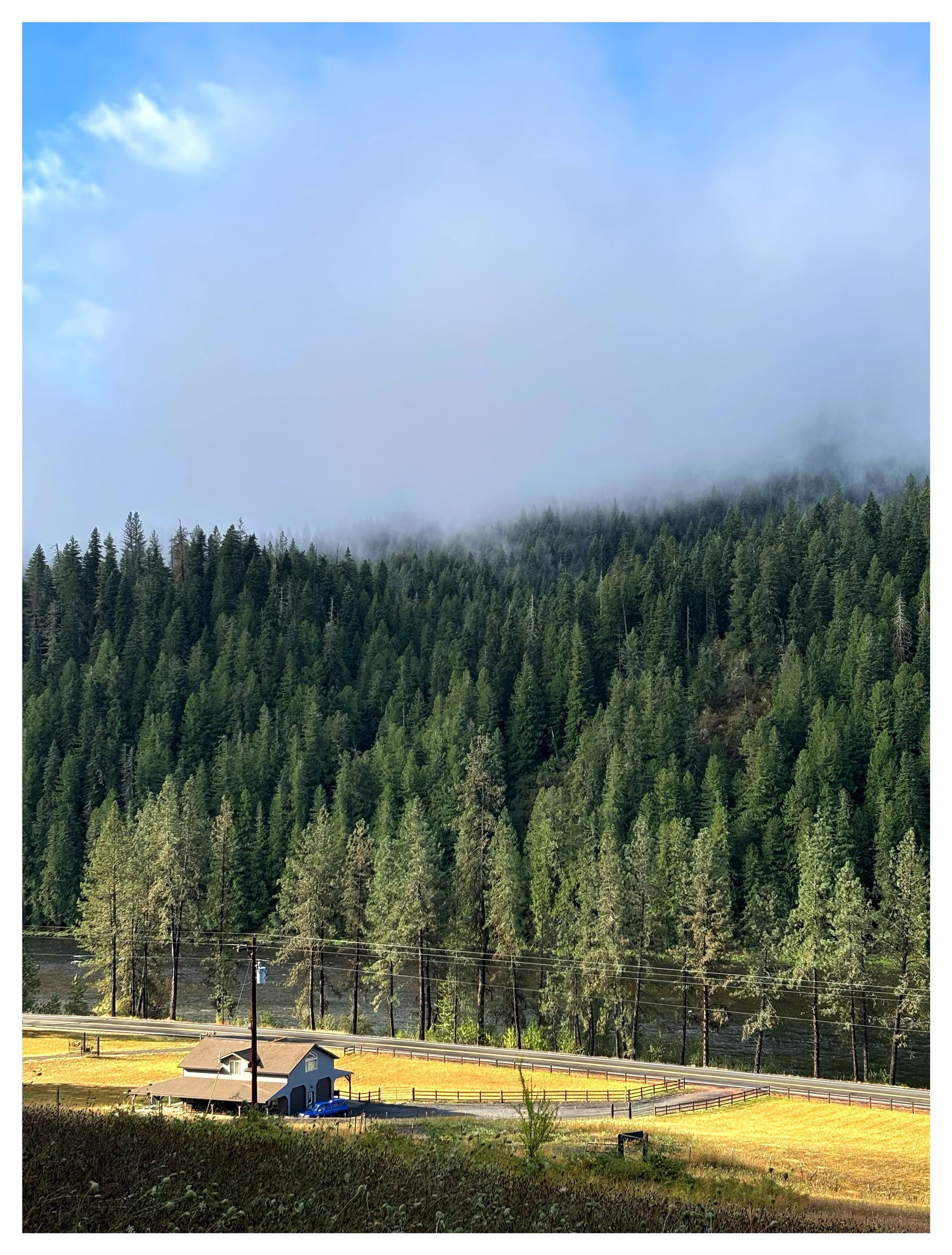 A small, distant house lies at the foot of a sunlit grassy hill beside a road lined with trees and power lines. Beyond is a strip of river, at the far side of which stands a dense green forest of conifer trees. From the forest a thick fog rises, almost a low cloud, softening the more distant treetops. At the top of the image is a glimpse of high clouds in a blue sky.