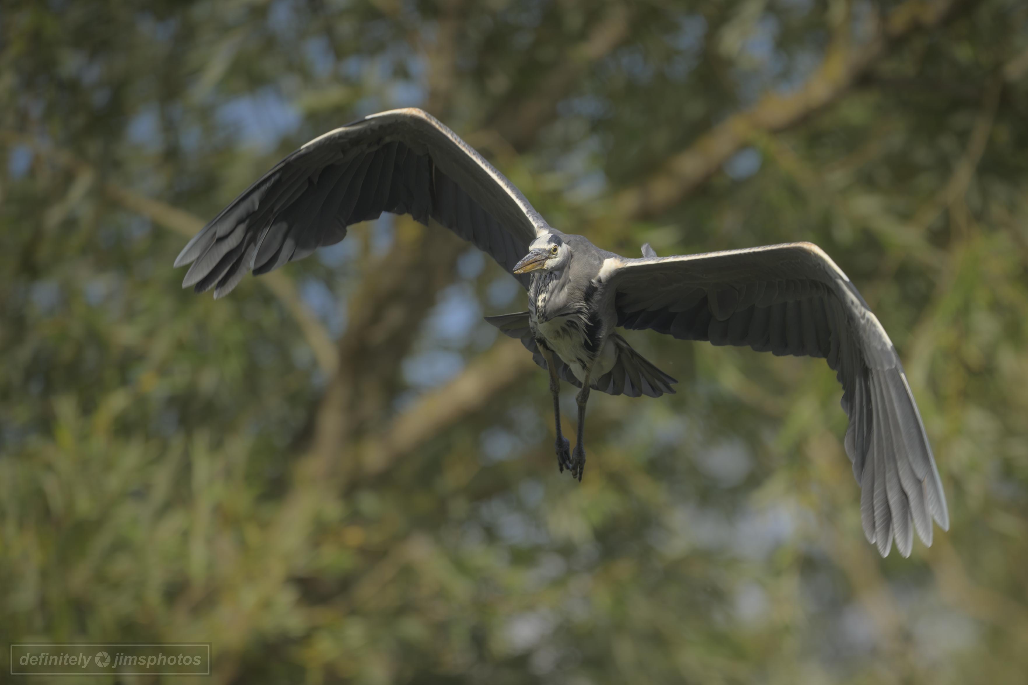 a large bird flying toward camera in a wooded area
