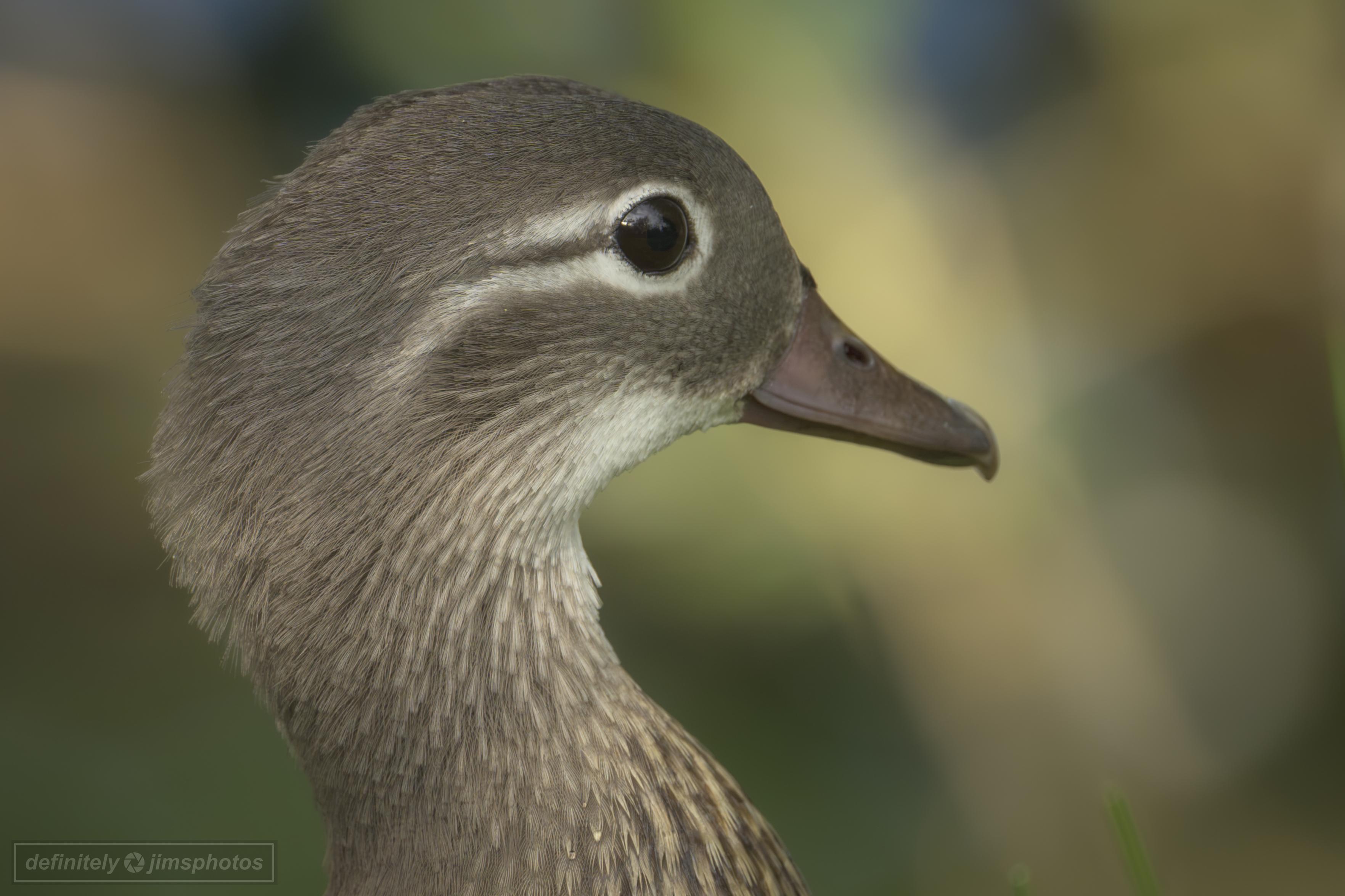 a side on profile photo of a browney/grey duck