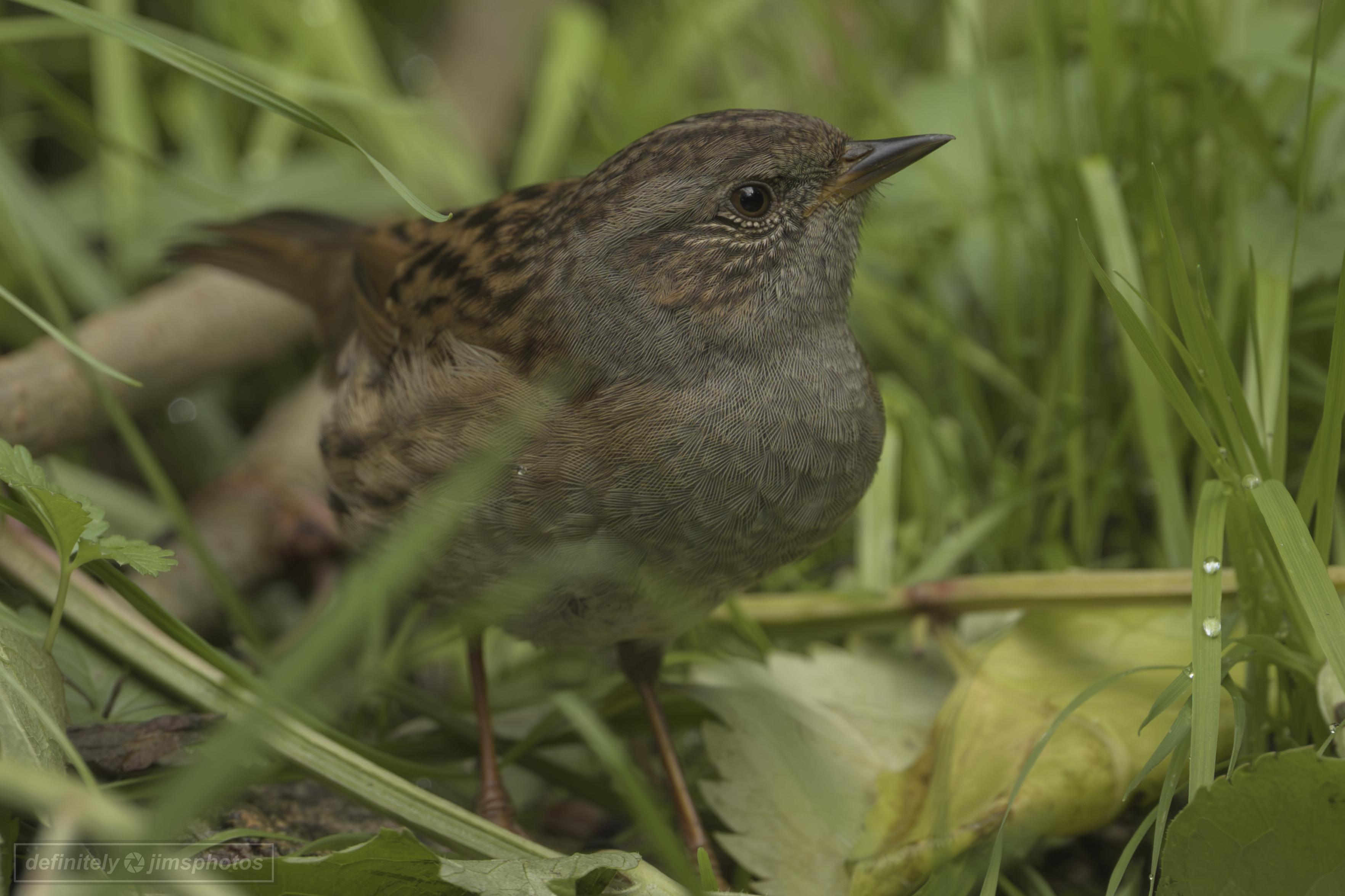a small brown bird