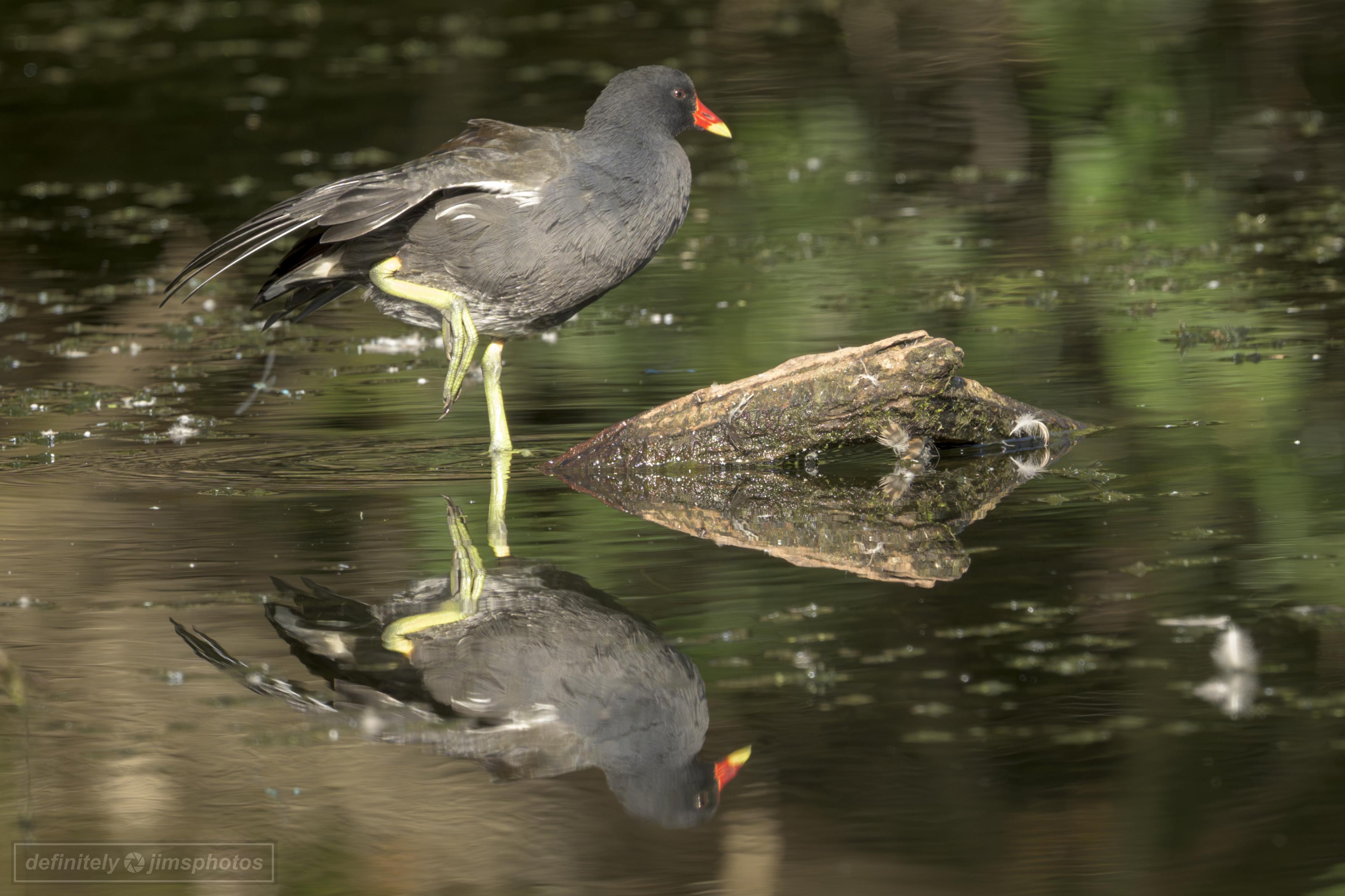 a black bird with a red and yellow beak