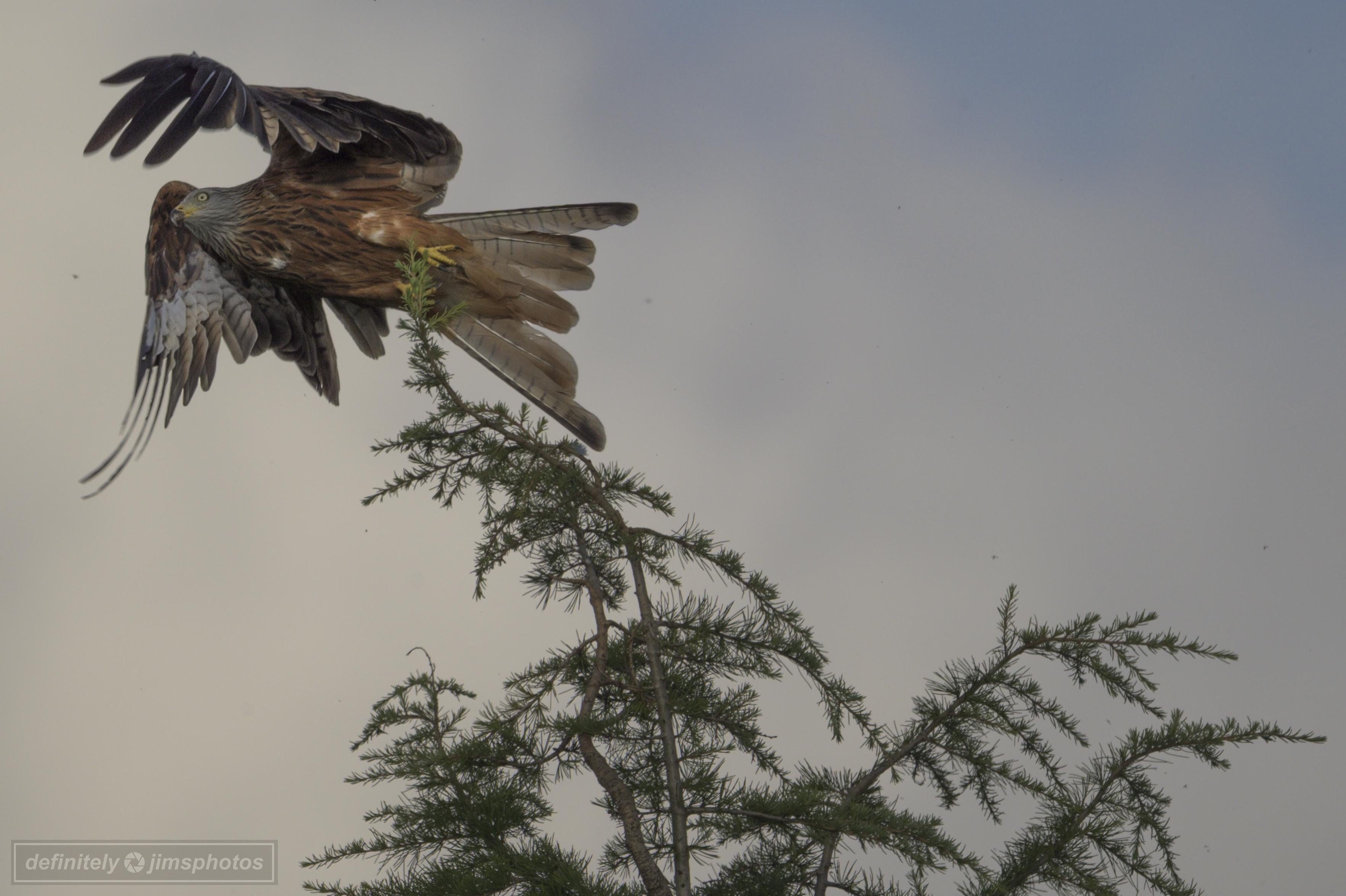 A bird of prey taking off from its perch