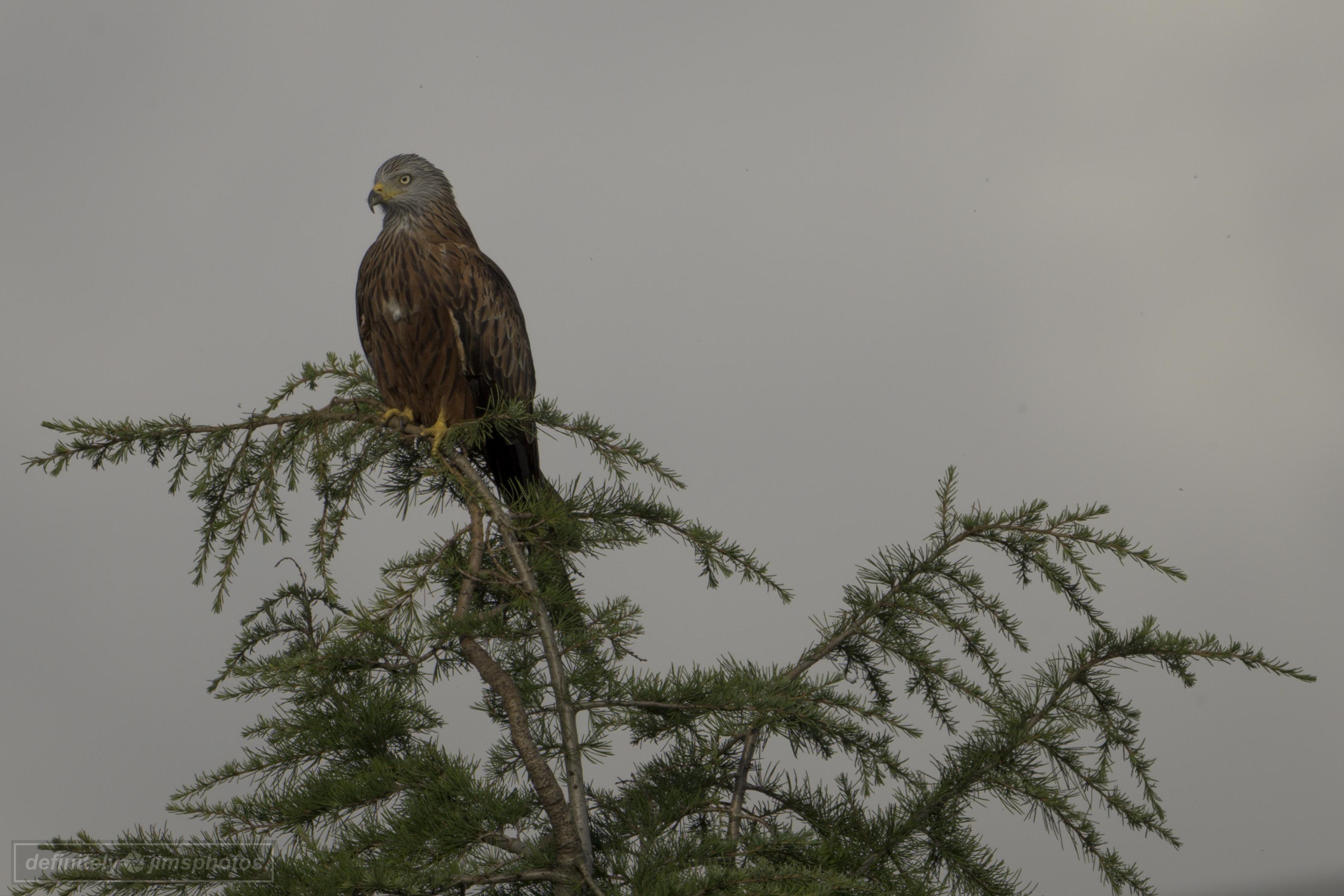 a browney orange coloured bird of prey perched at the top of a tall tree