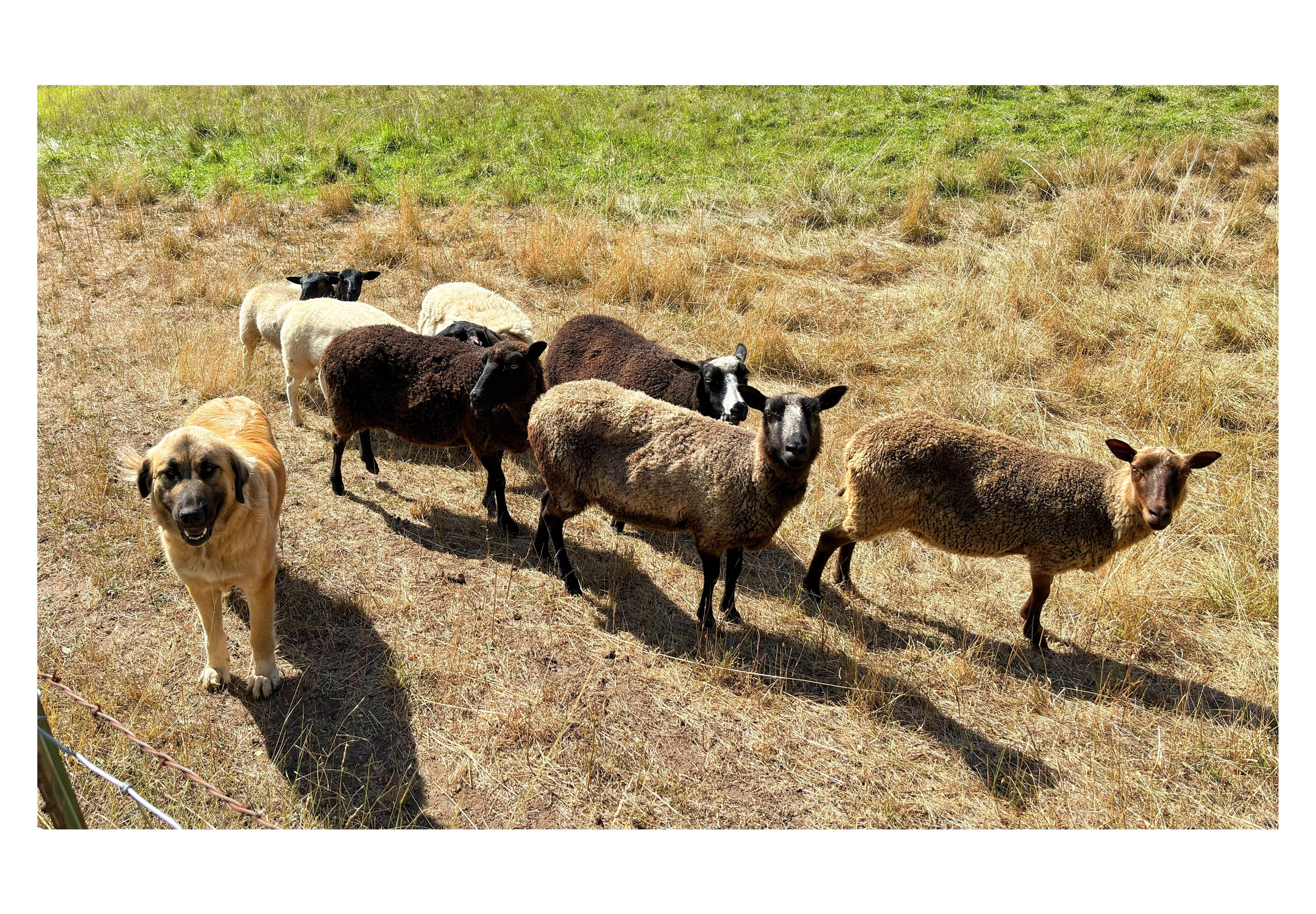 Photo taken from higher ground looking down on an Anatolian Shepherd dog with her flock of seven sheep, in a sunlit field of browning grass with a greener patch further in the distance. Freya the sheepdog is brown with a black snout and dark eyes and ears. The sheep have close-cropped wool — some white, some brown and one black — and have faces that are brown, black, or black with white streaks down the middle. The dog and most of the sheep gaze directly at the viewer as if posing for the camera.