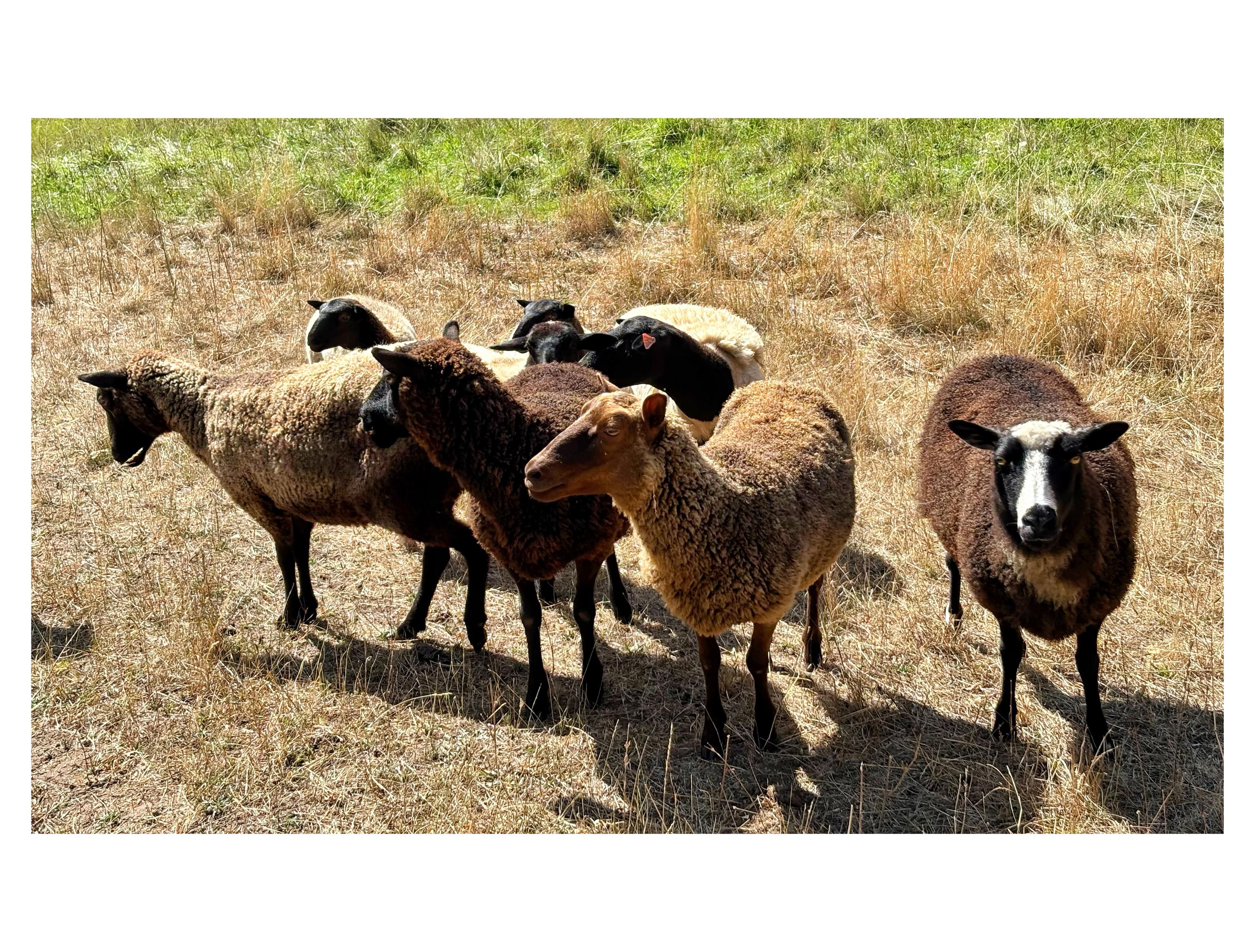A small flock of eight sheep in a sunlit grassy field, mostly browning but with a patch of green at the top of the photo. The sheep have close-cropped dark or white wool. Seven are clustered close together and looking off to the left; the eighth stands apart at right, looking directly at the camera.